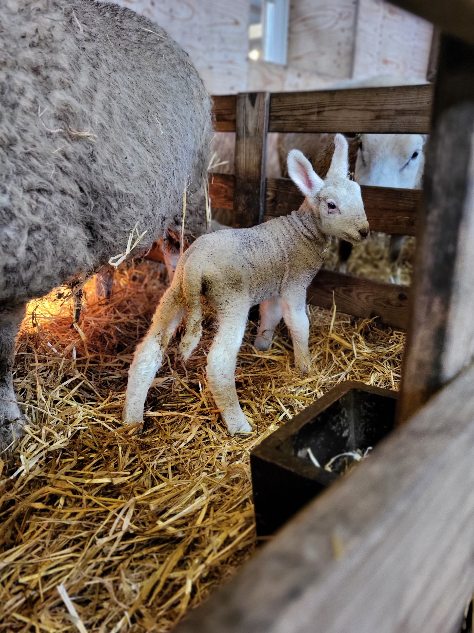 Texel Sheep Farm