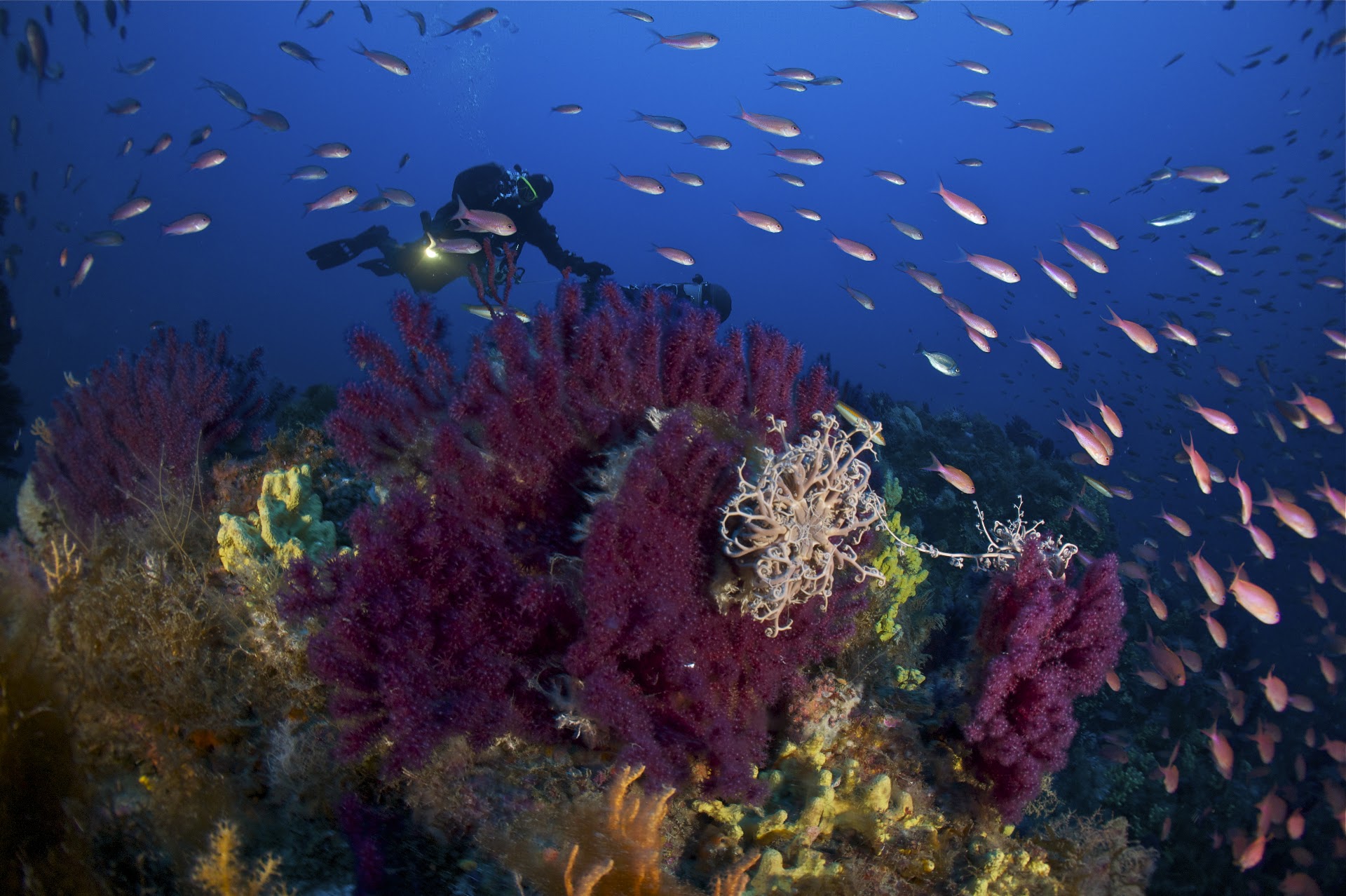 Argentario Divers