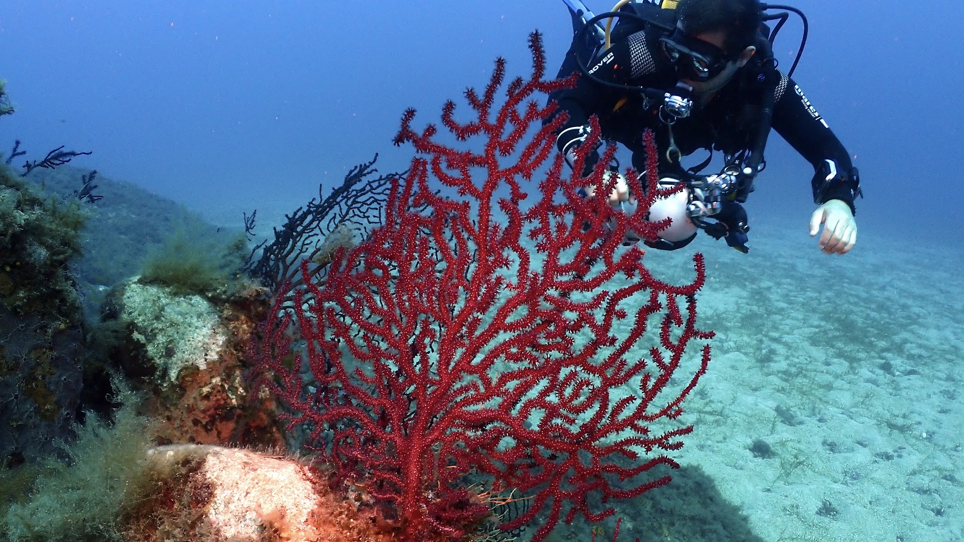 Areamare Diving
