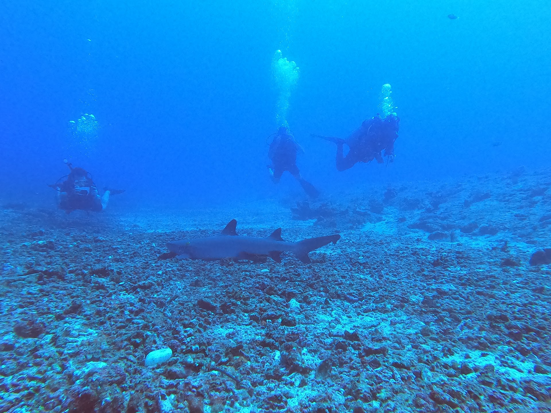Shark Point