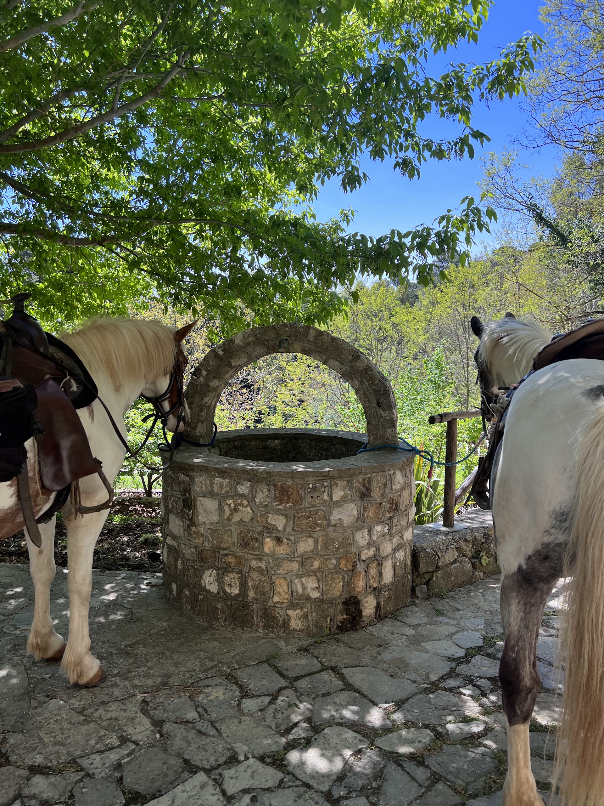 Appaloosa Ranch