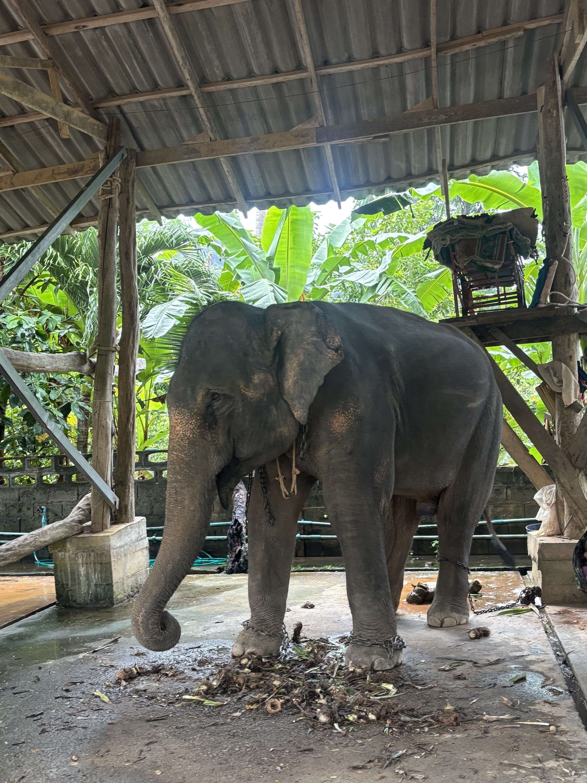 Kaibae Meechai Elephant Camp