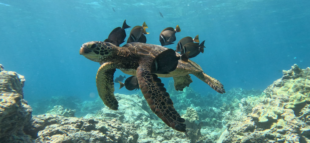 Puako Dive Adventures