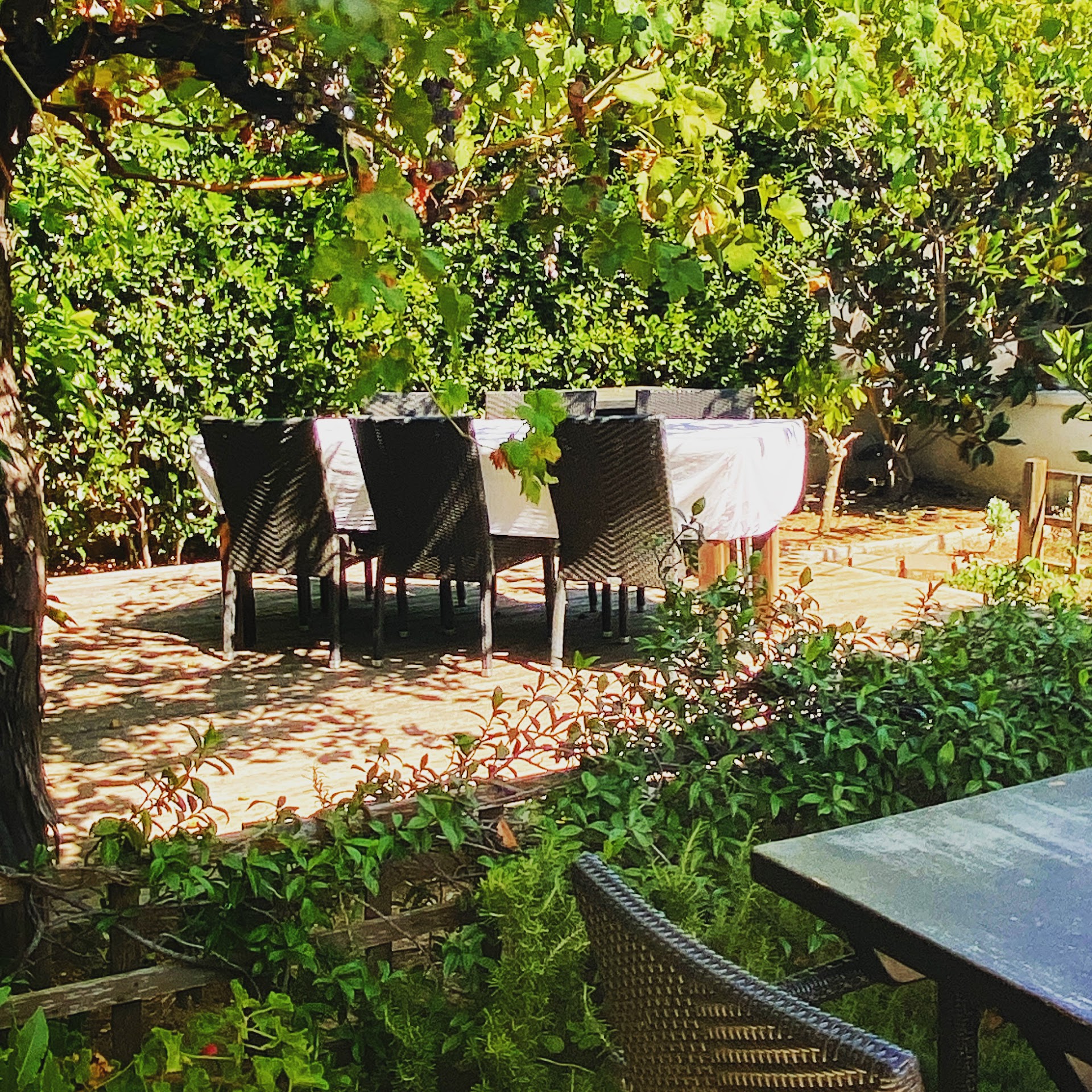 Wine Tasting in Betina