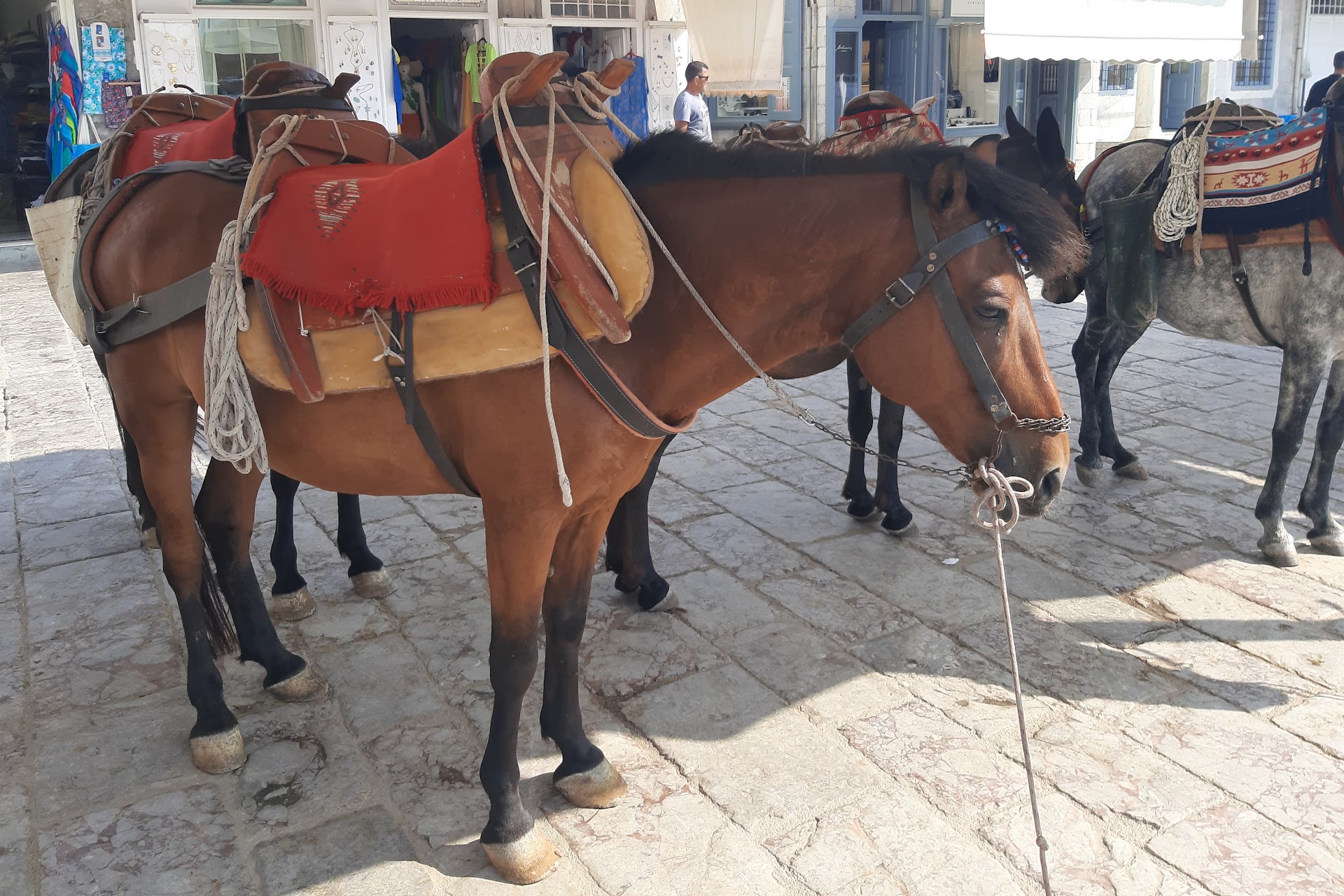 Hydra Horse Riding