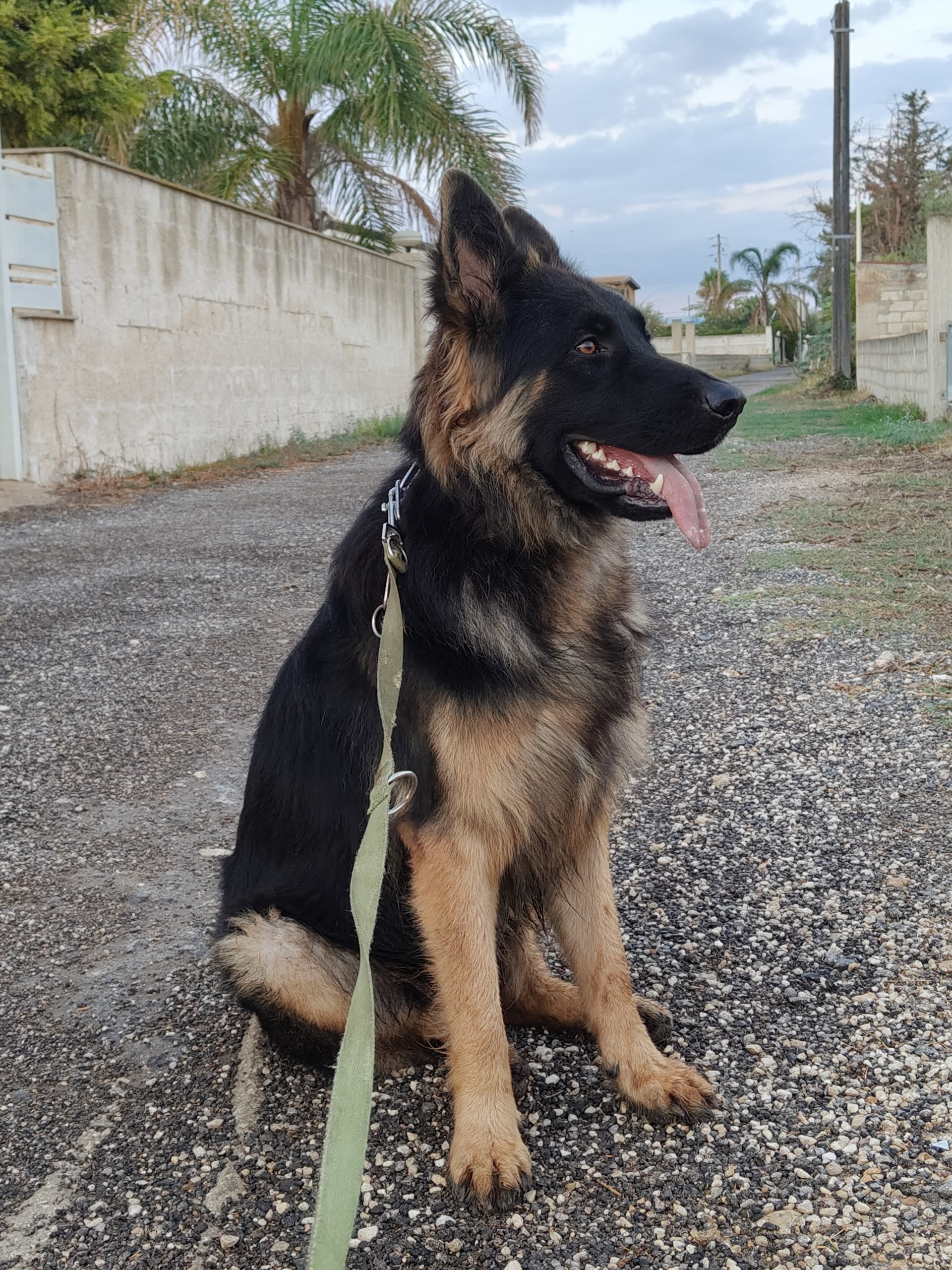 Addestratore Cinofilo - MasterDog