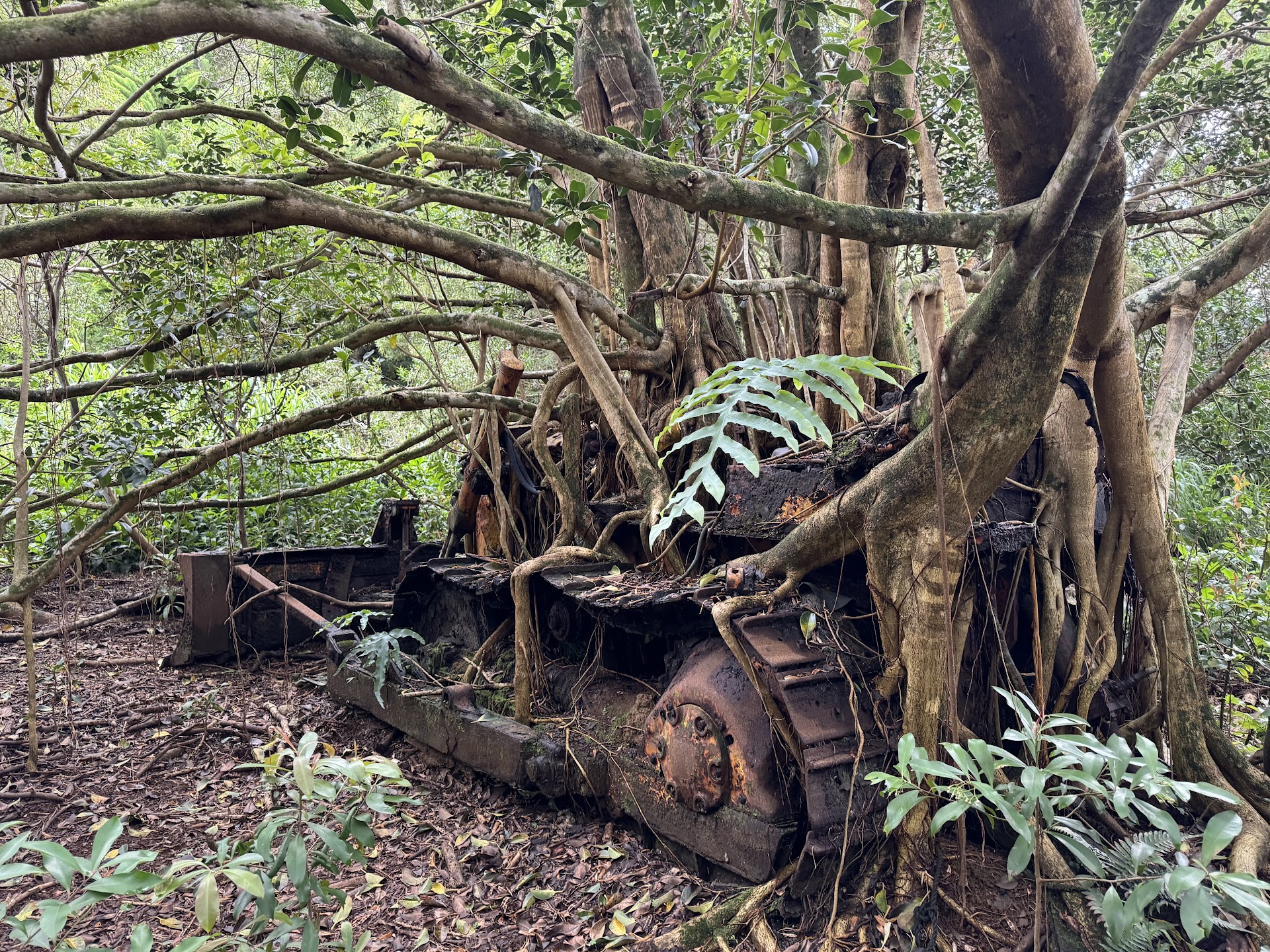 HeleWai Eco Tours