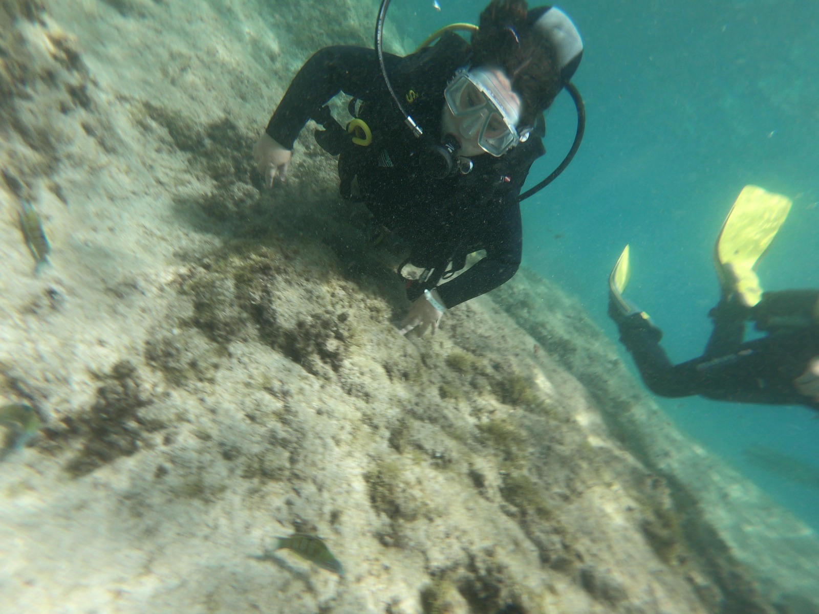 Diving Lanzarote Toninas