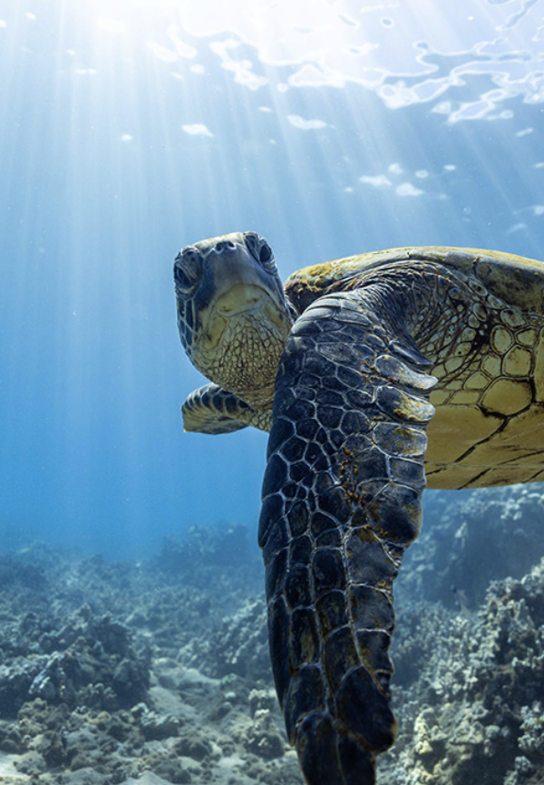 Yonegan Pro-Diver Maui