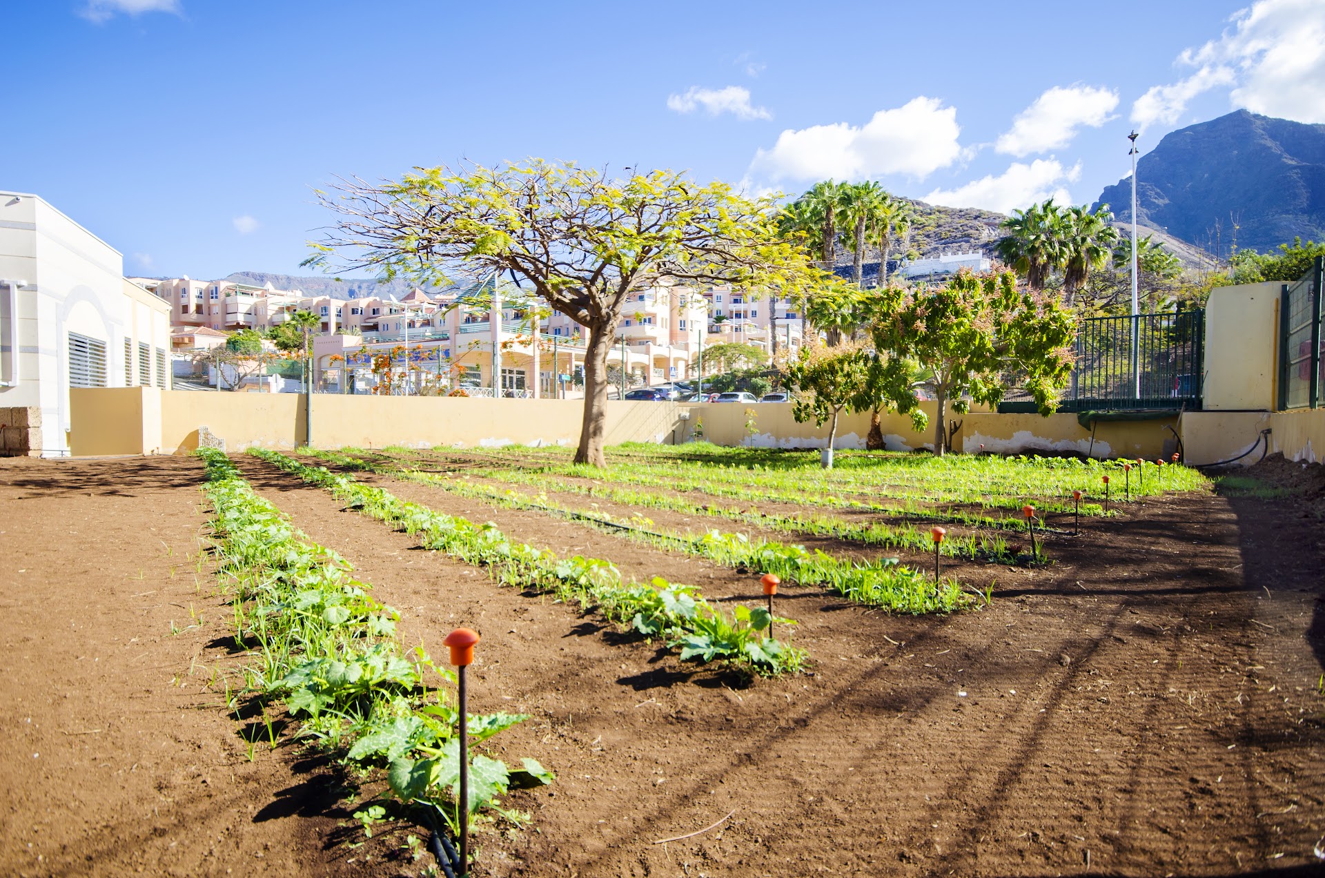 Colegio Internacional Costa Adeje