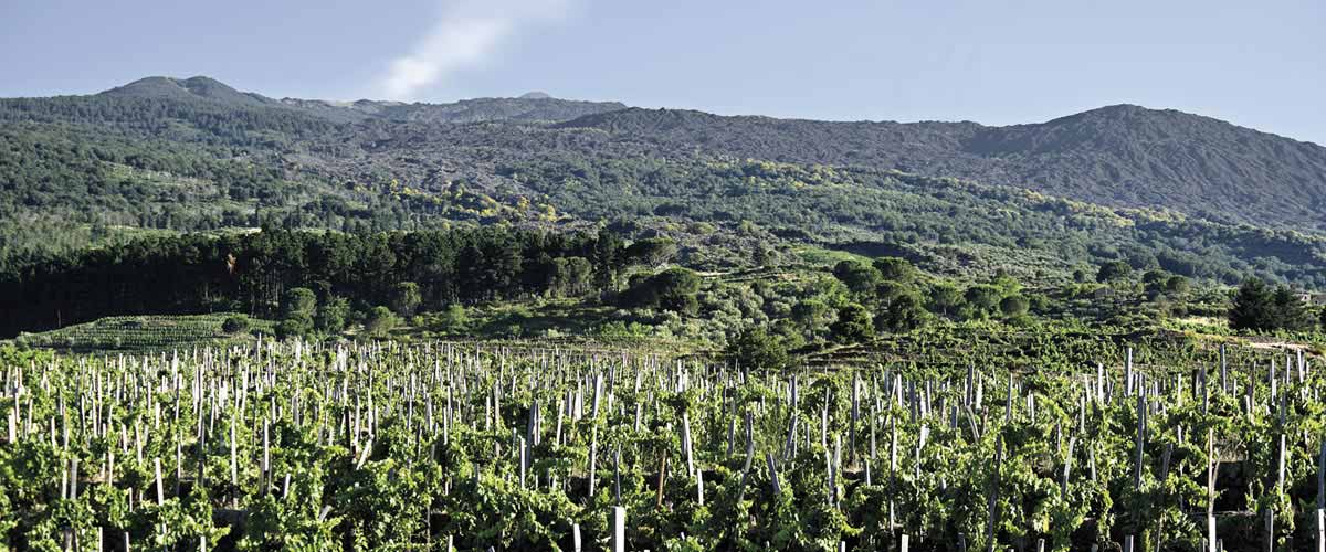 Cantine Palmento Costanzo - Vini Etna Doc