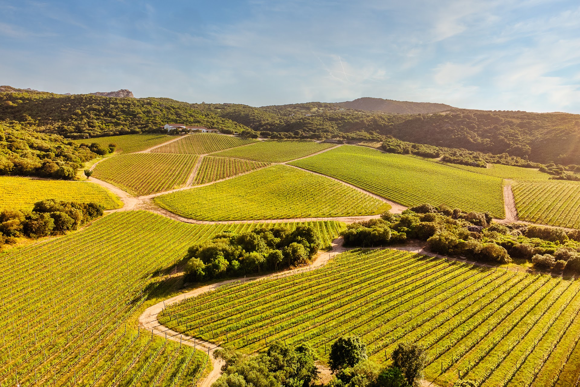 Capichera Vineyards and Winery