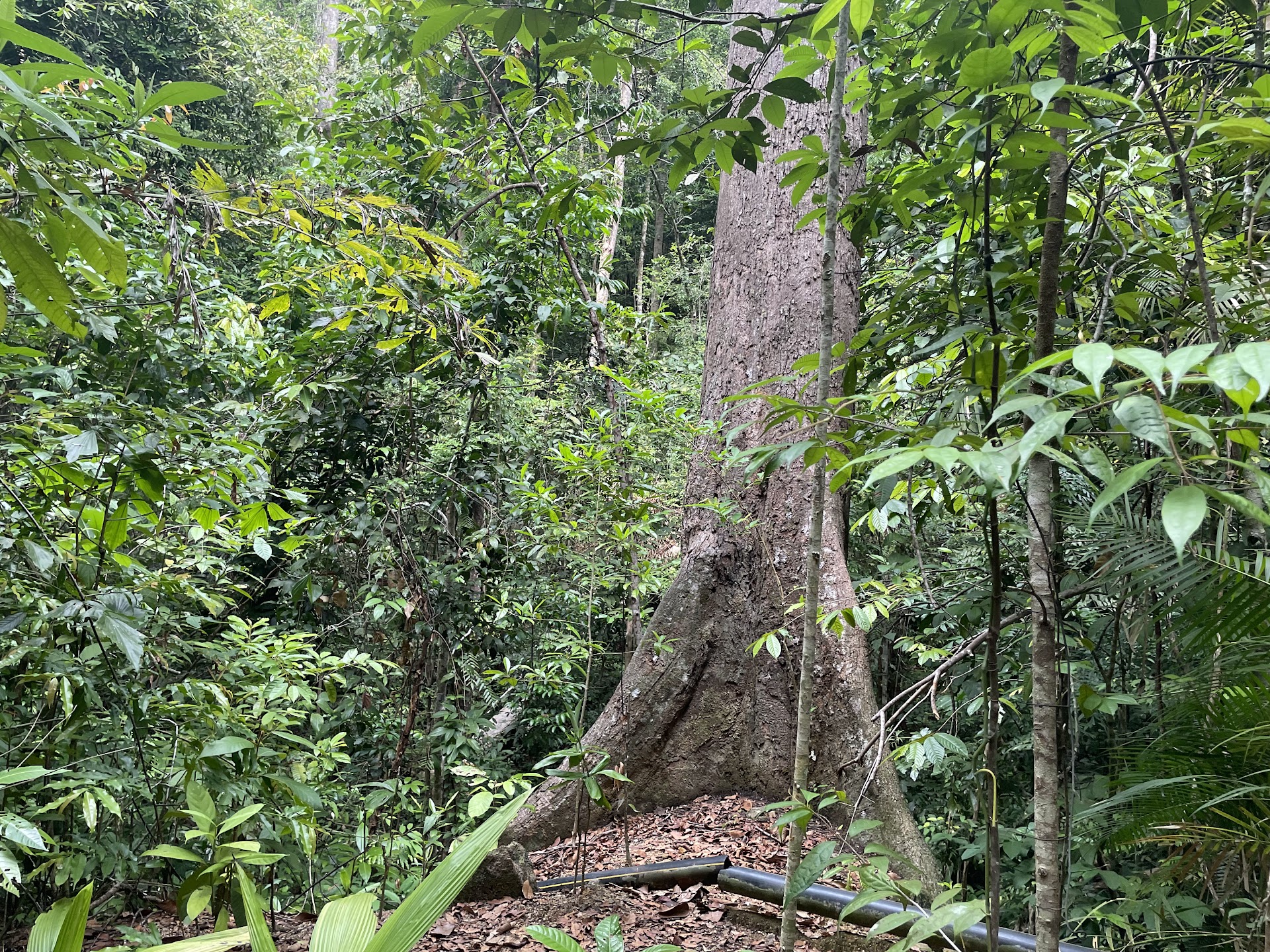 Jungle Trekking Cross-Island Trail