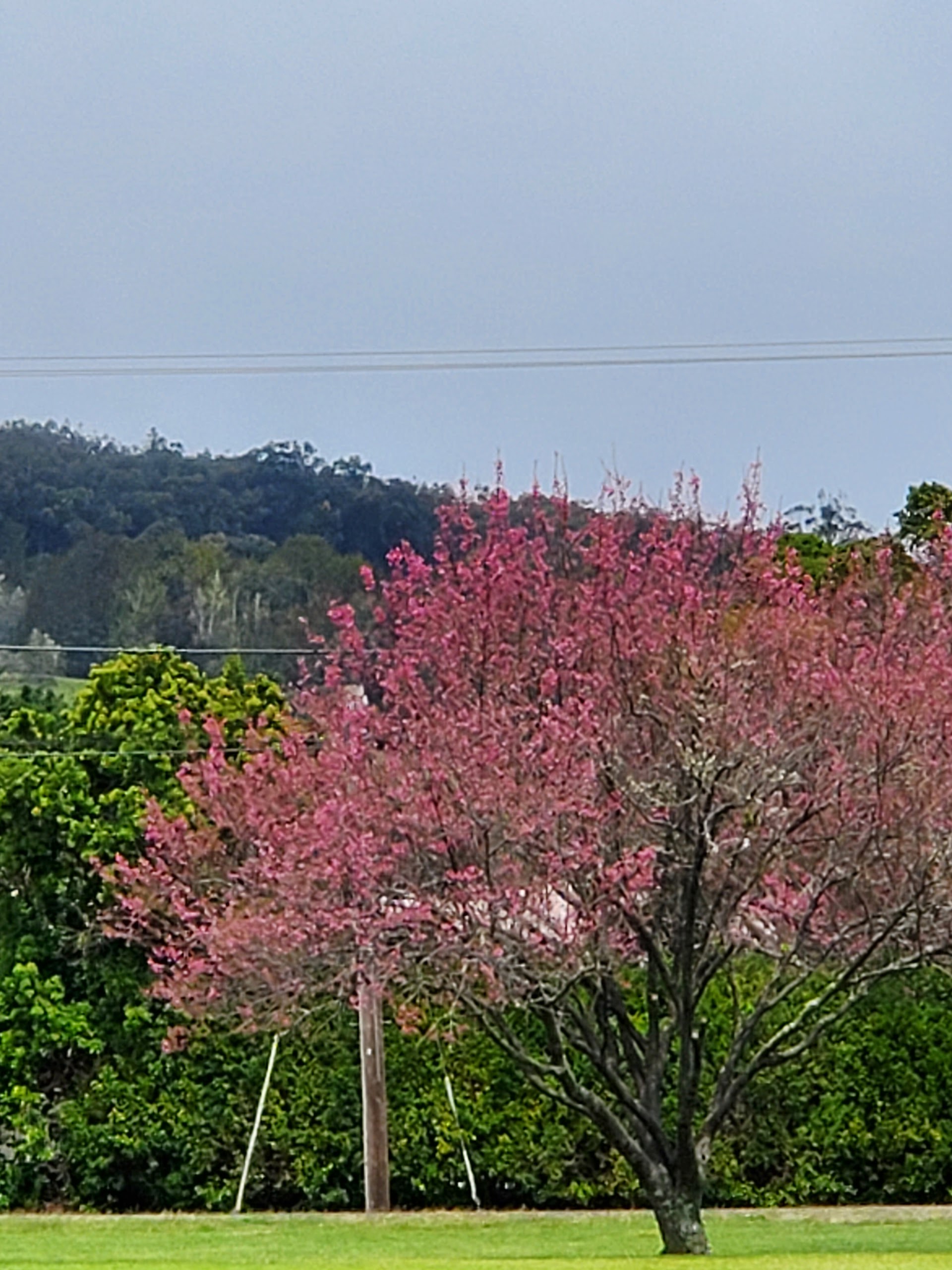 Waimea Cherry Blossom Heritage Festival