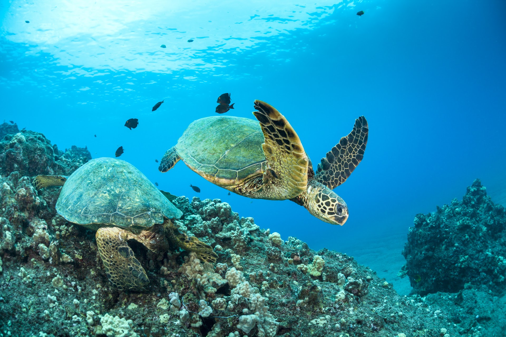 Maui Magic Molokini Snorkel Tour