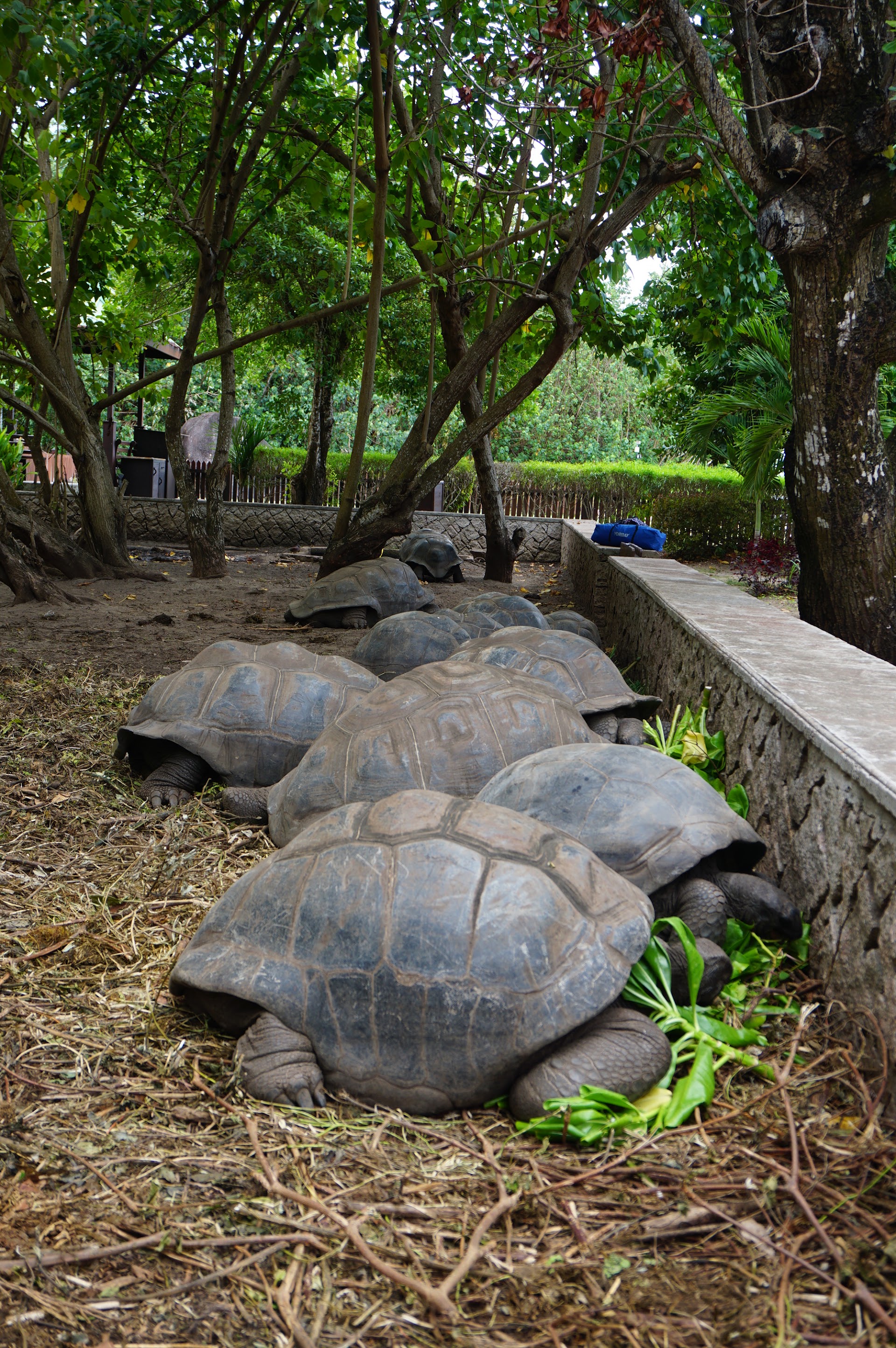 Tortoise Sanctuary