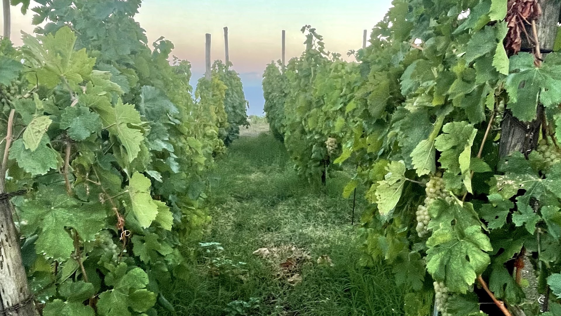 Cenatiempo Vini D'Ischia