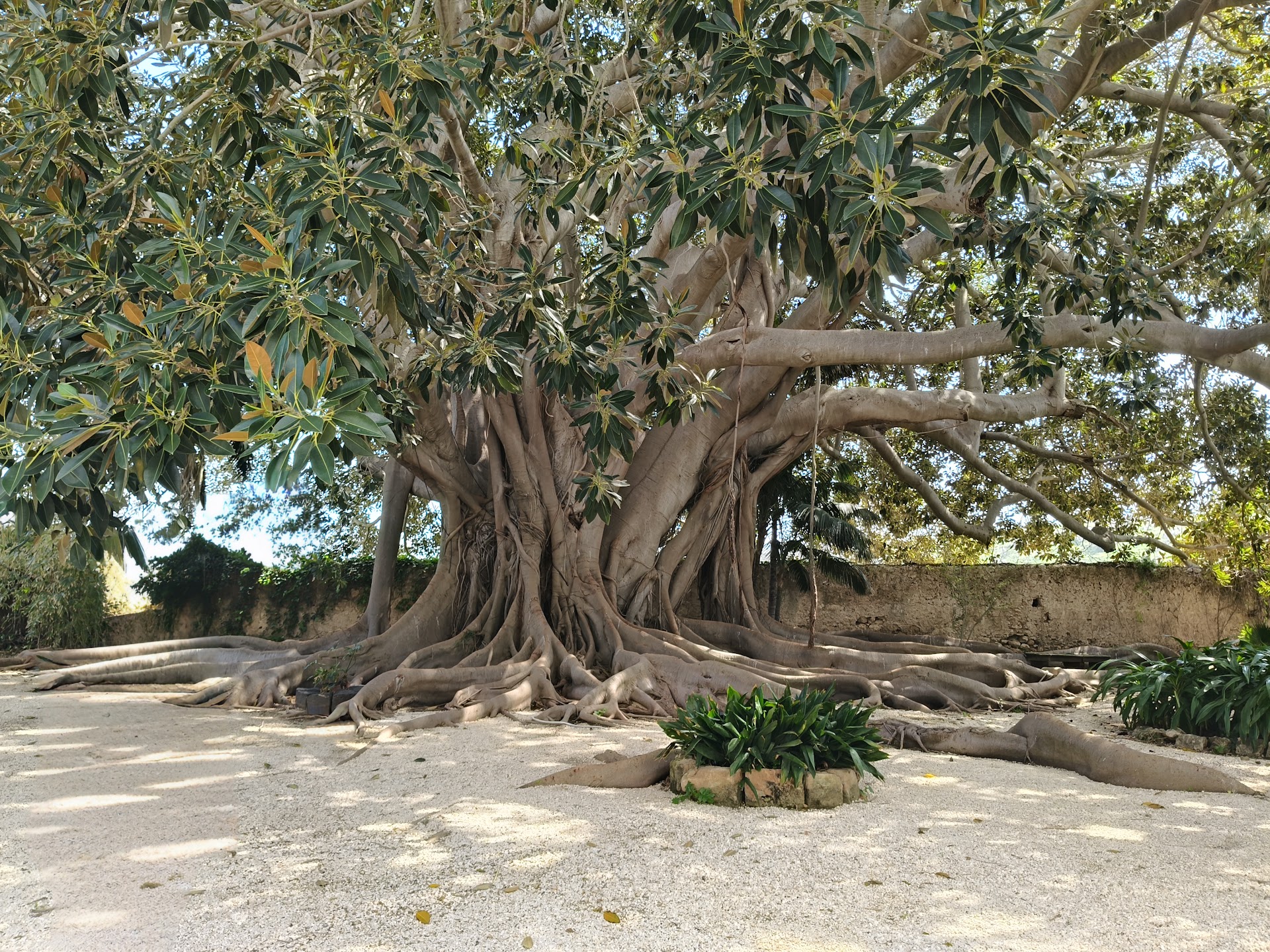 Giardino esotico e mediterraneo - al Castello del Solacium di Targia