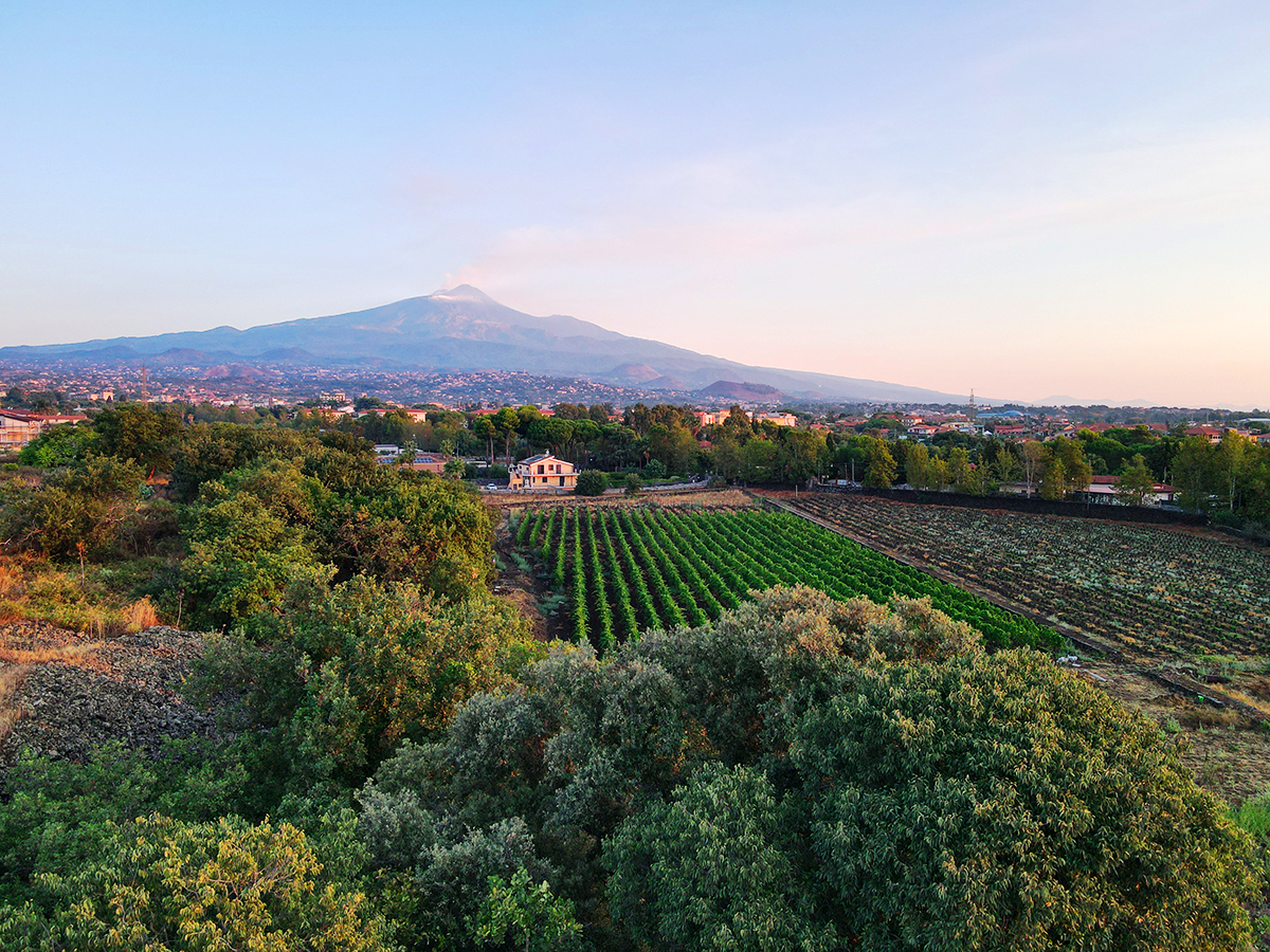 Etna Urban Winery