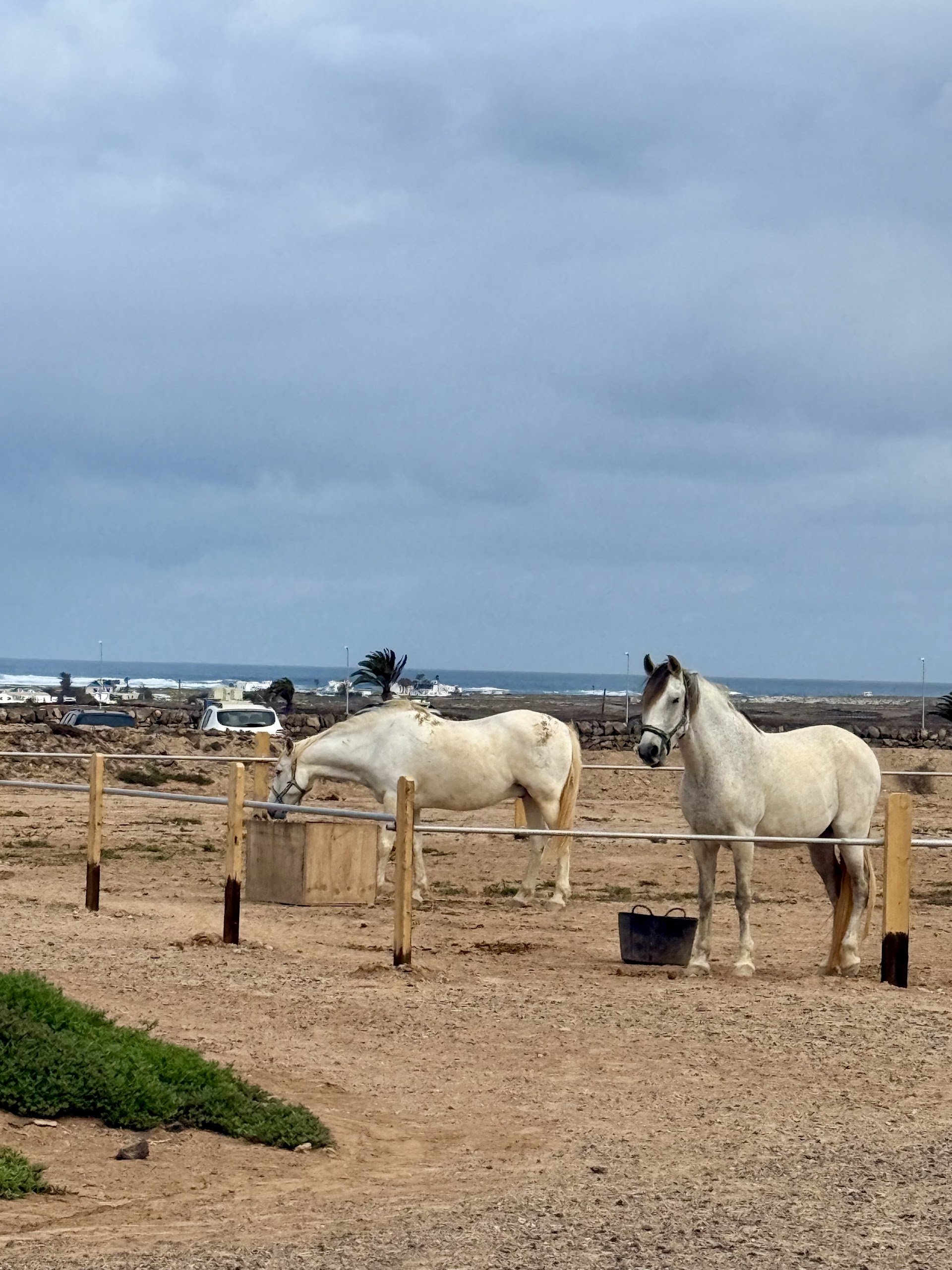 Tara Horse-back riding, Fuerteventura