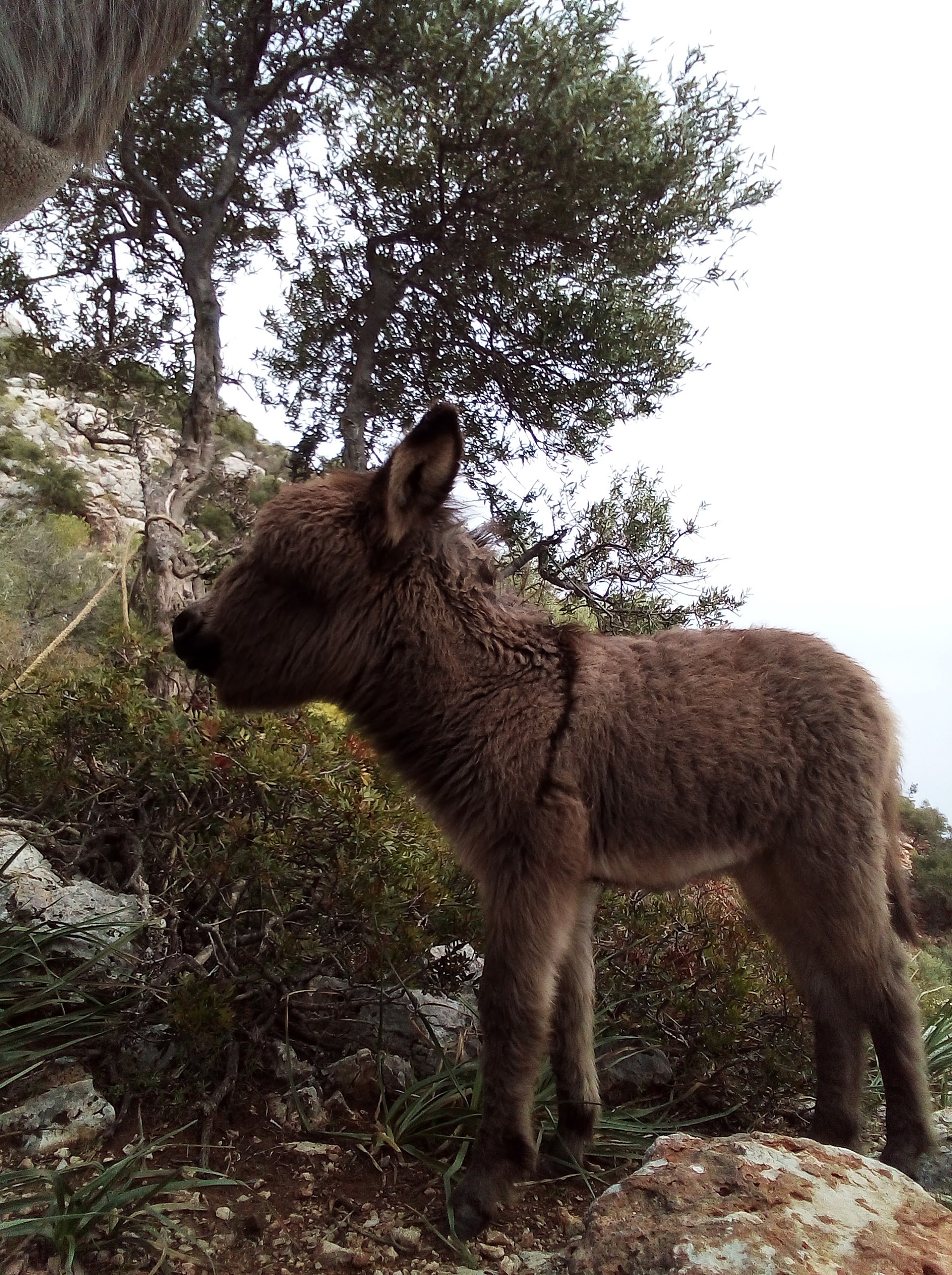 trekking con gli asini