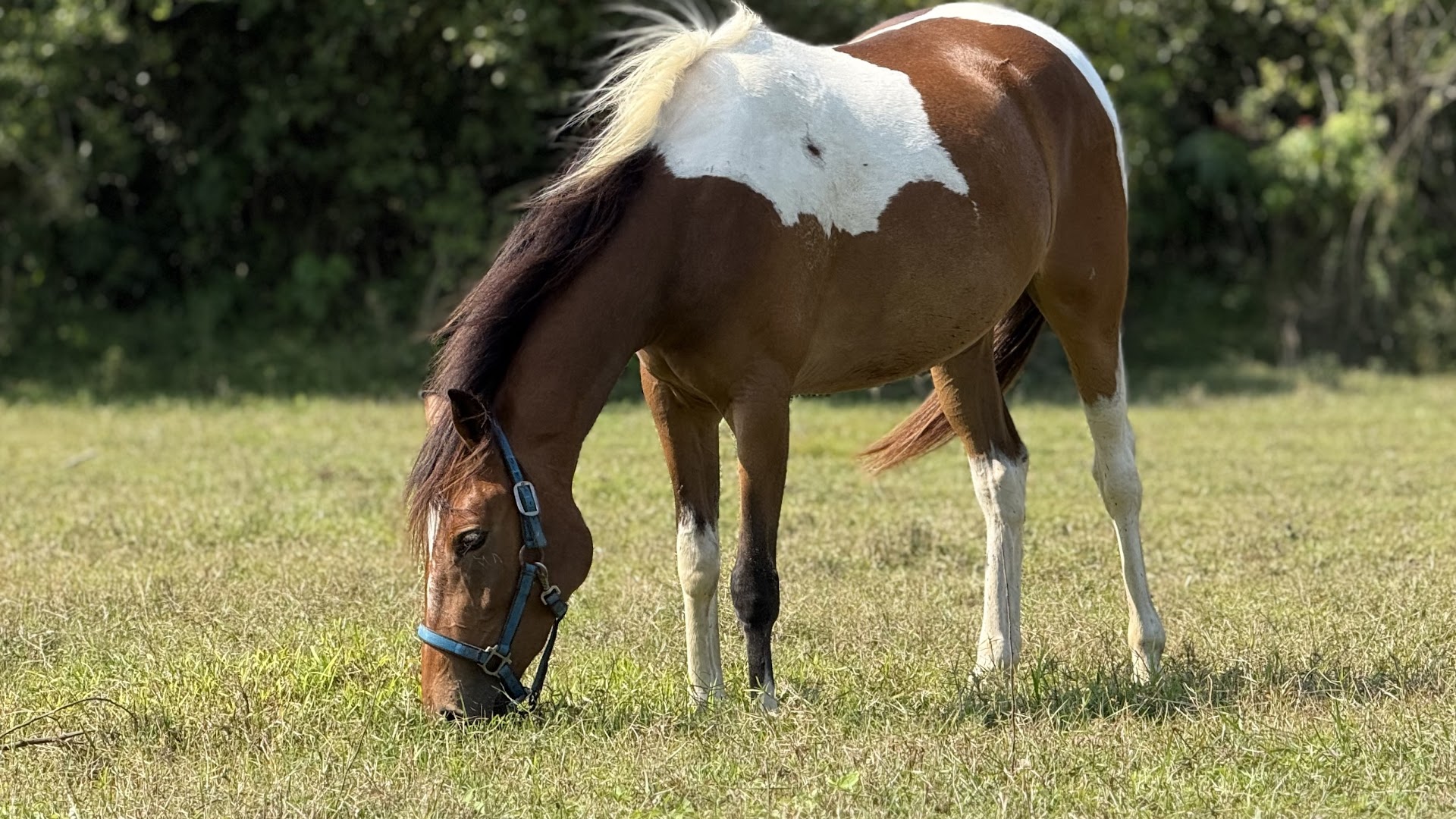 Horseback Riding in Dong Island