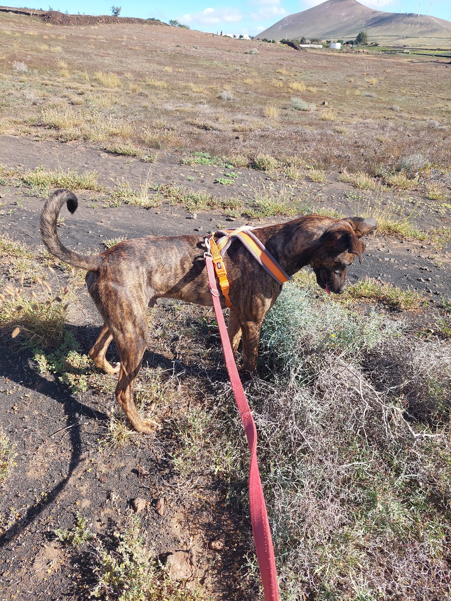 Centro de Protección Animal