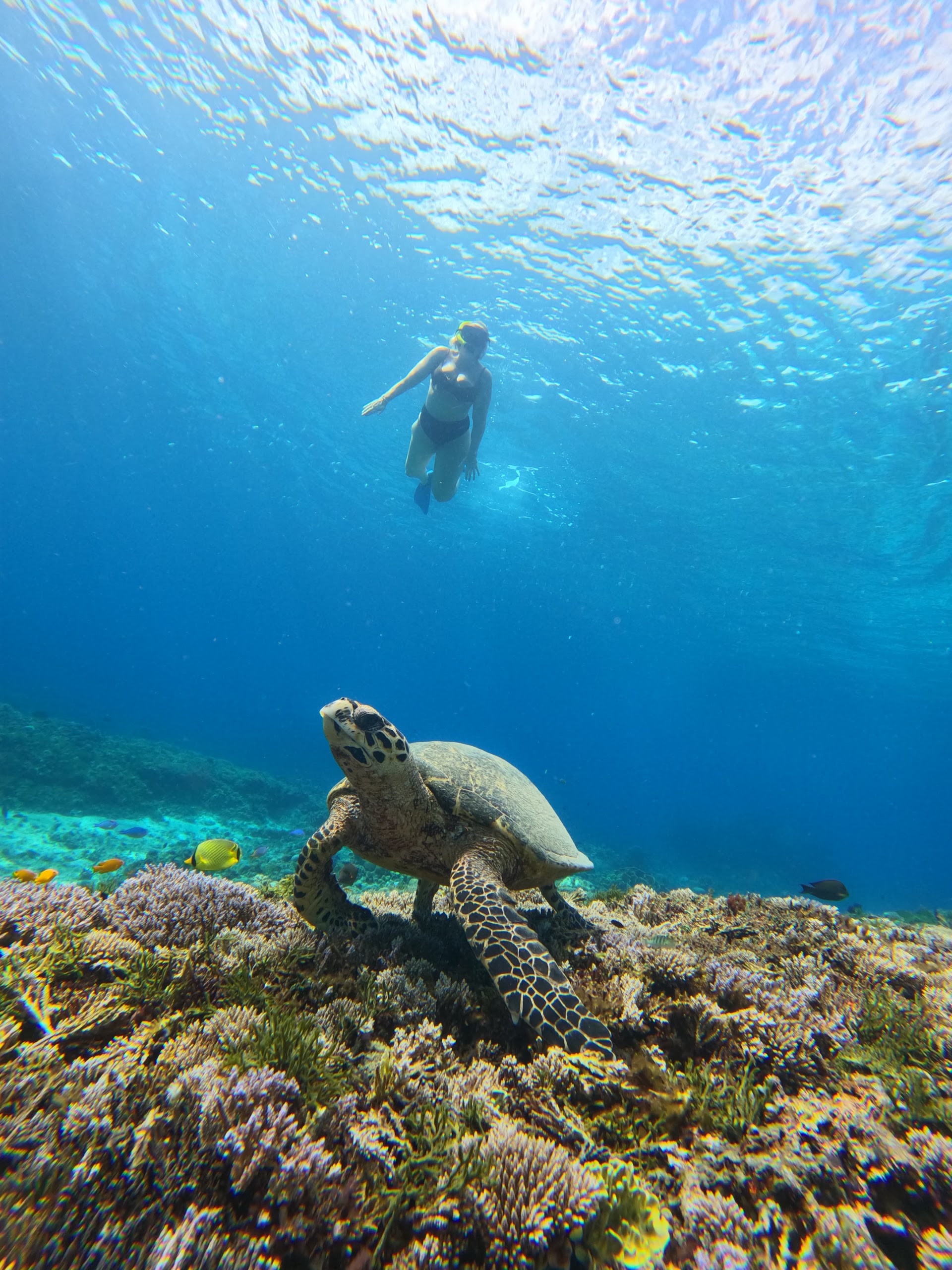 Snorkeling Gili Trawangan