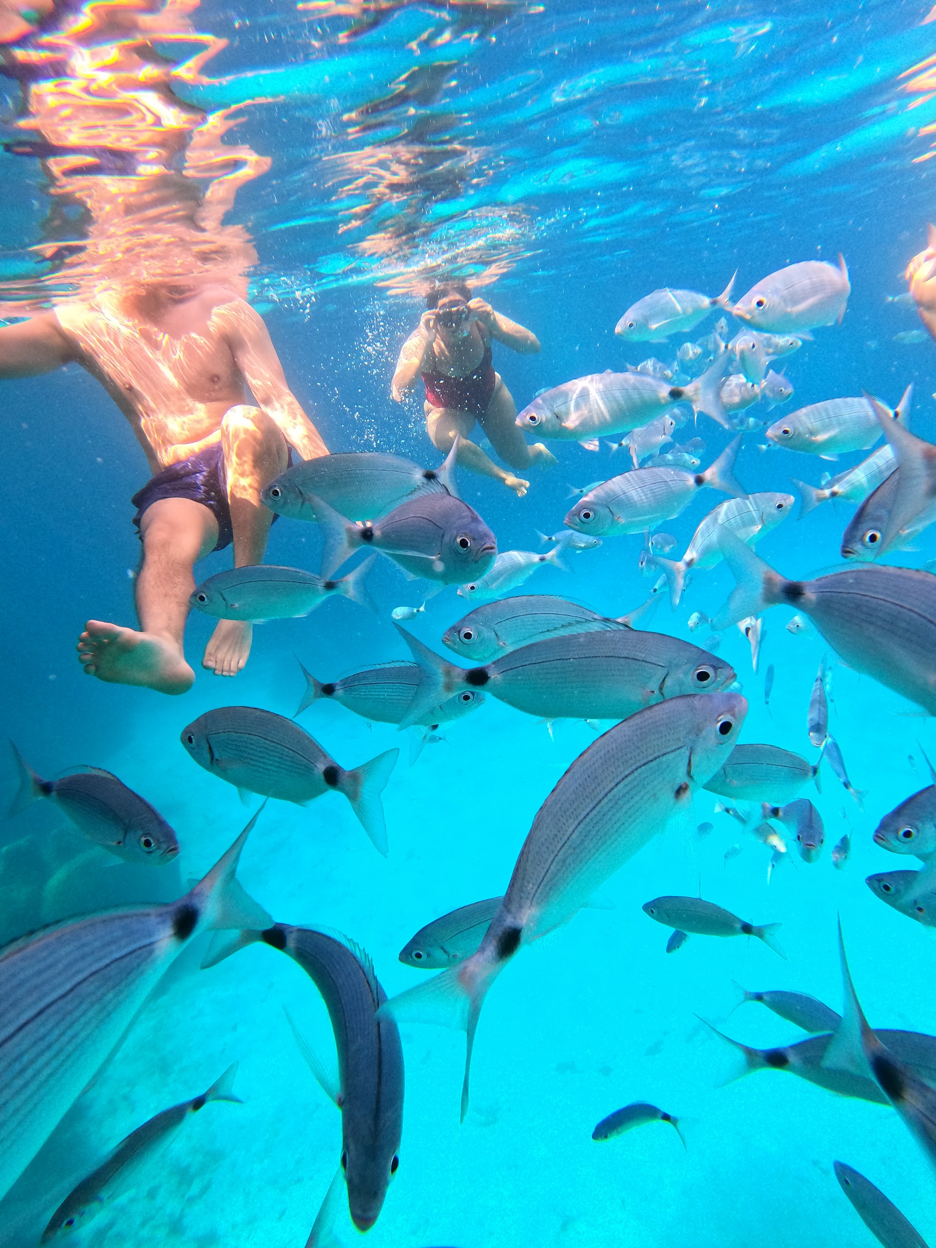 Sardintrek