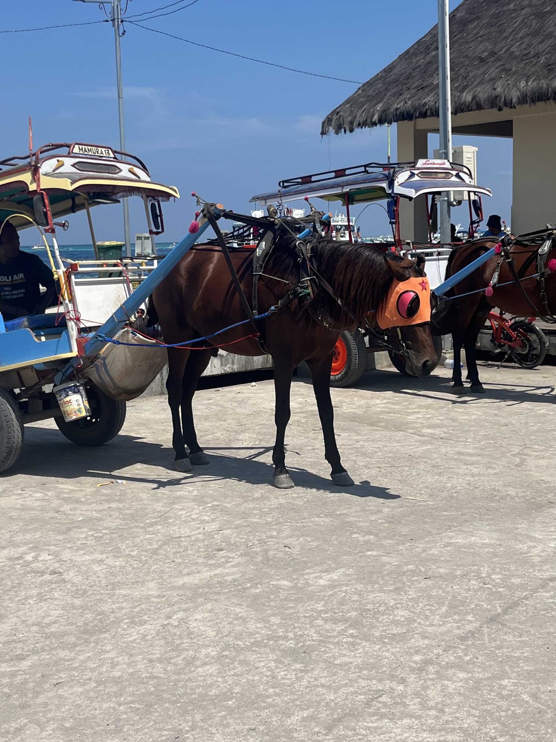 Horses of Gili Not for Profit Horse Rescue. Beachwalks daily at 7:30 and tours at 4pm 100k donation. NOTE NEW LOCATION