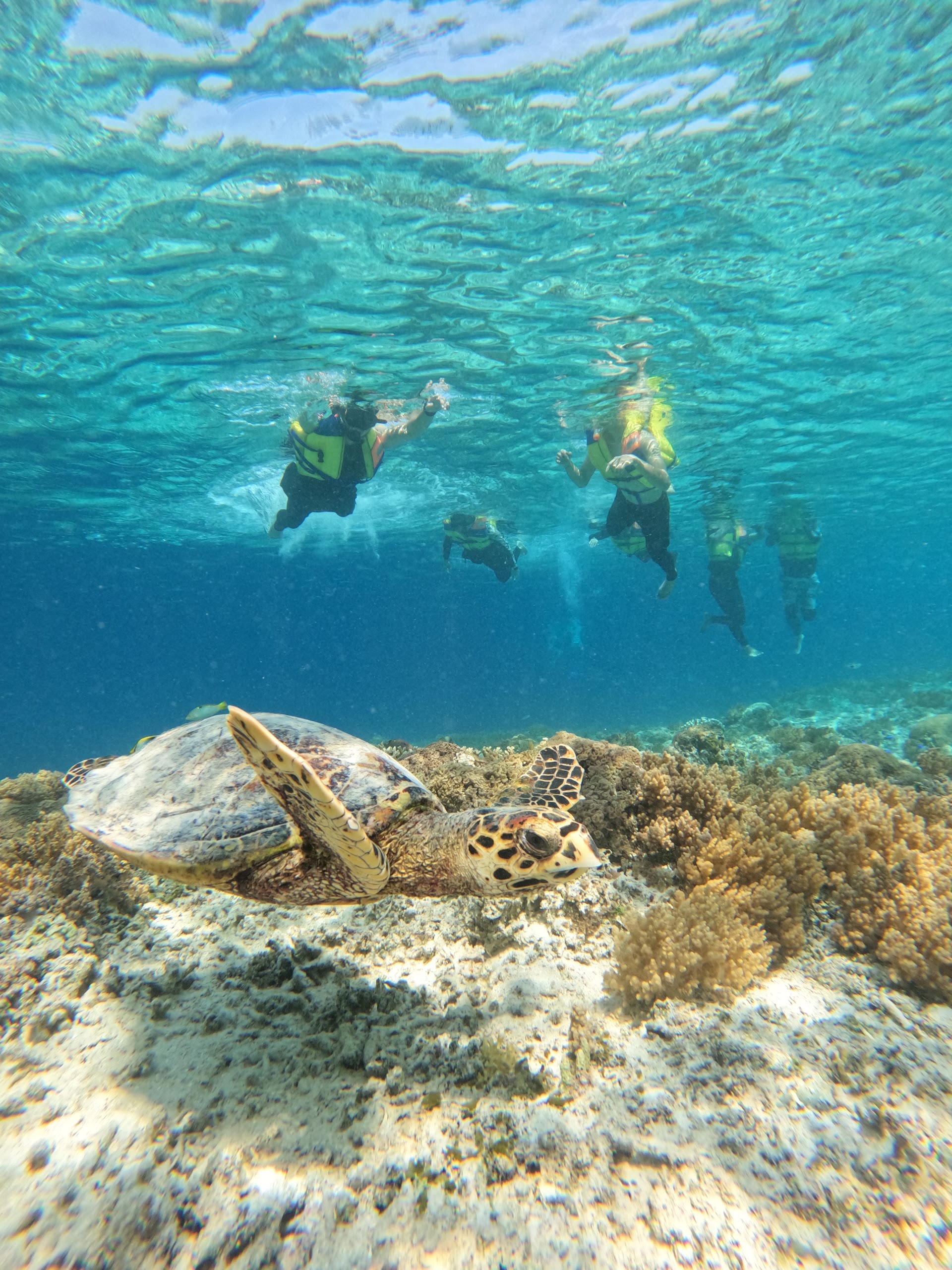 Gili island snorkeling