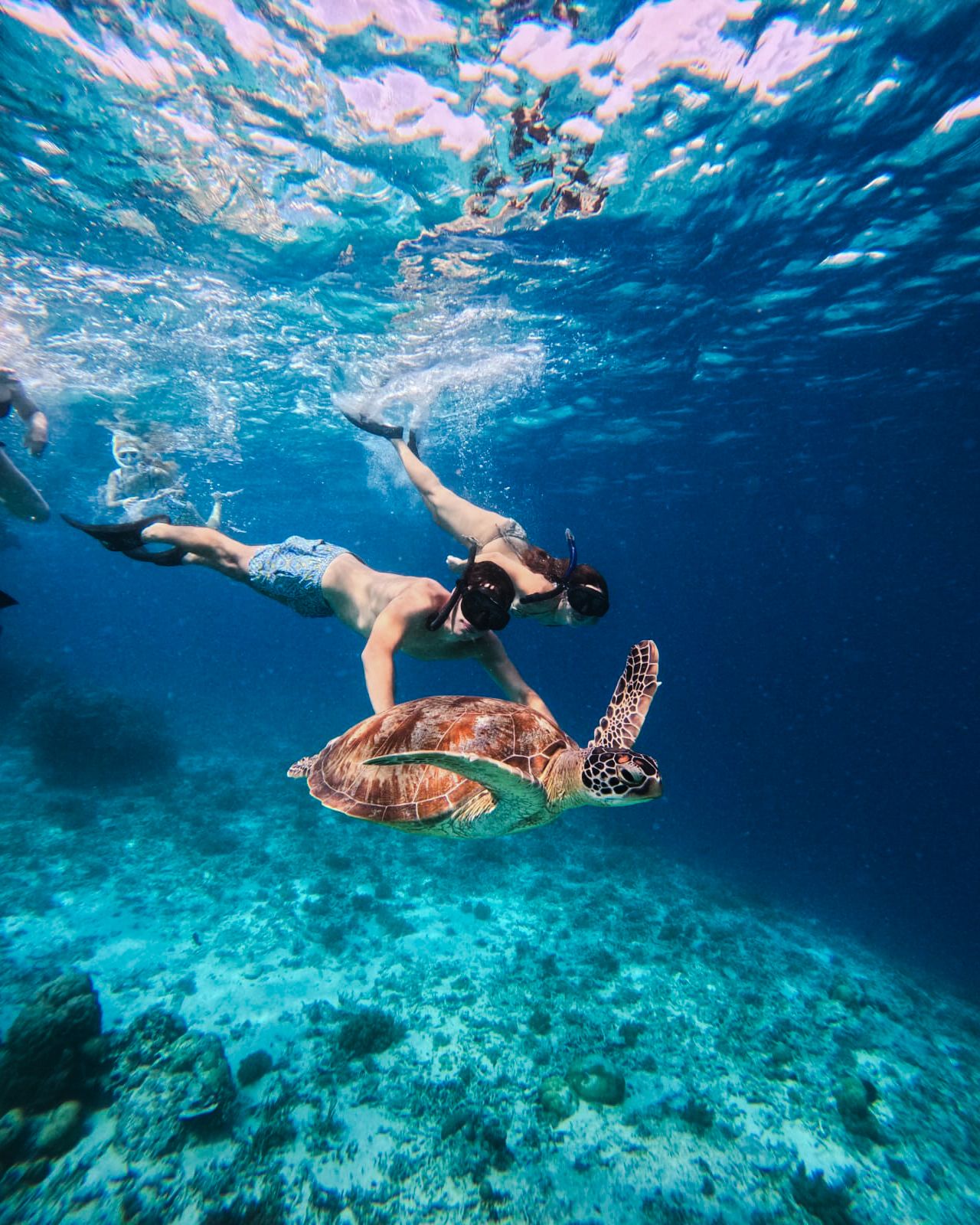 INFO GILI SNORKELING - Private and Sharing Trip