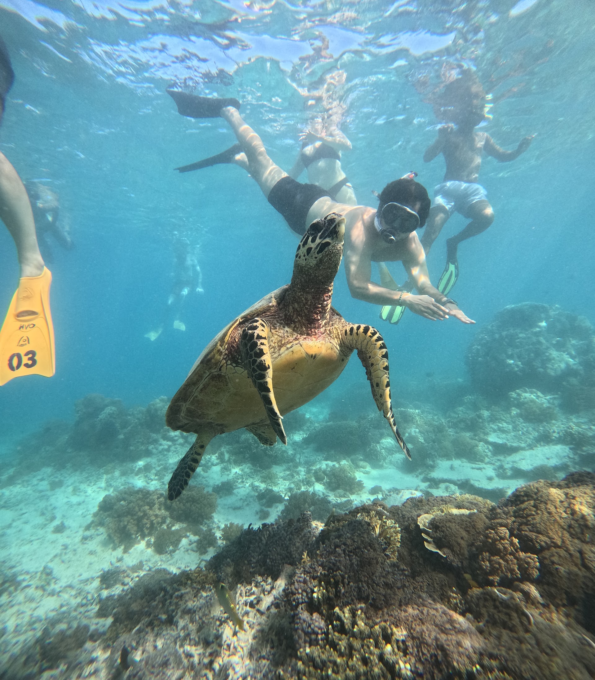Hammerhead Snorkeling Trip