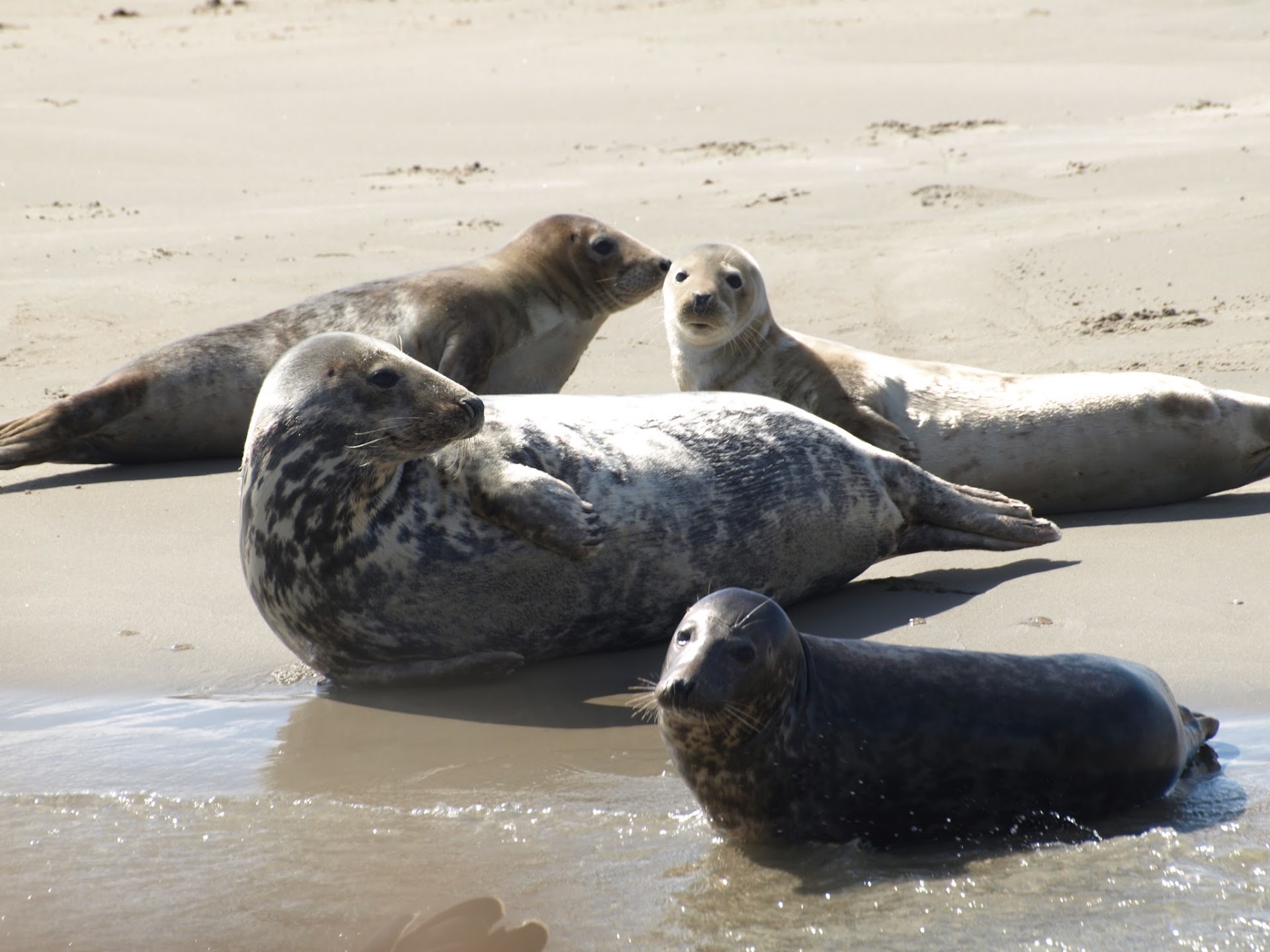 Talisman Seal Trips Terschelling