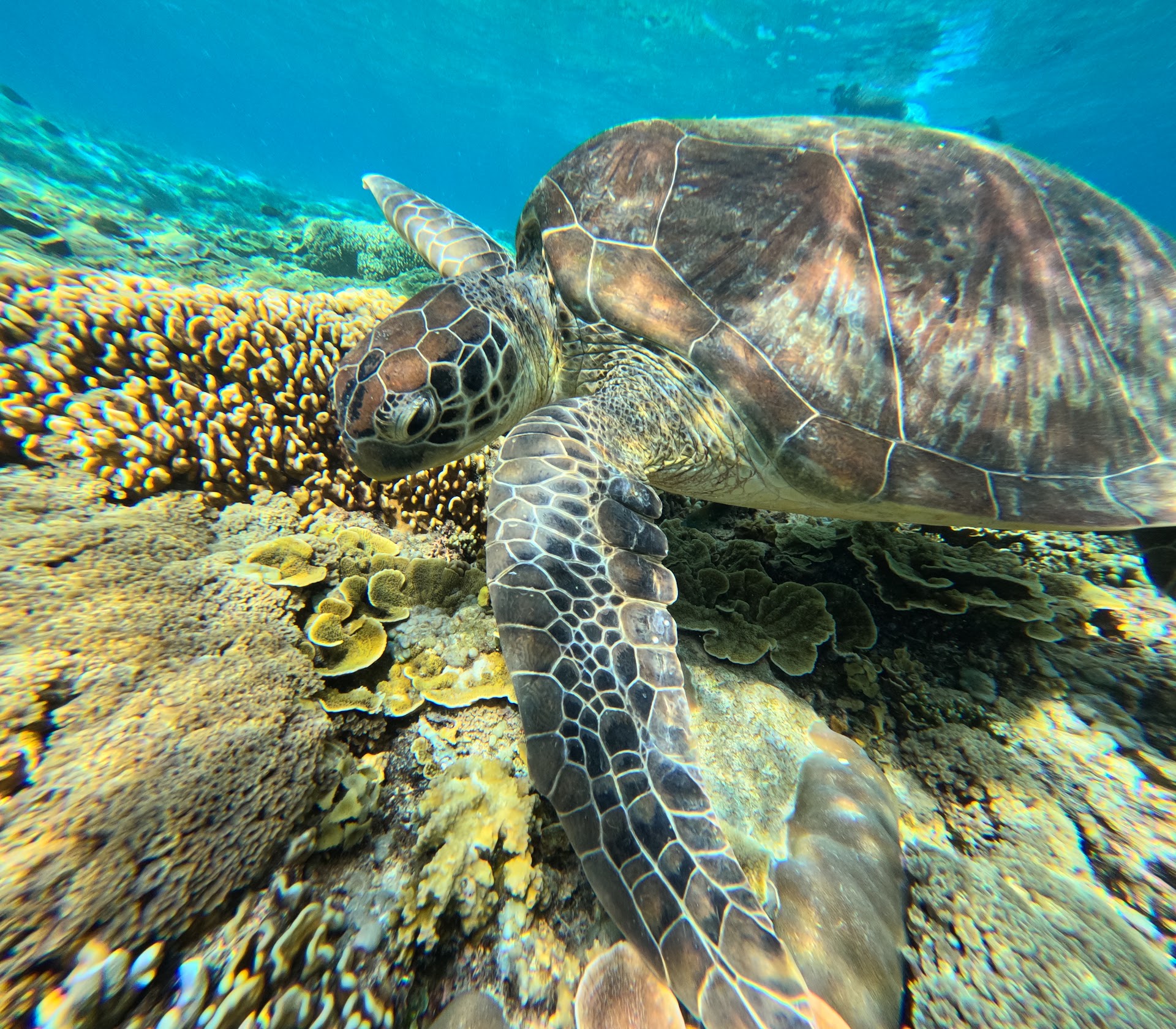 Fastboat Ticket and Snorkeling Tour