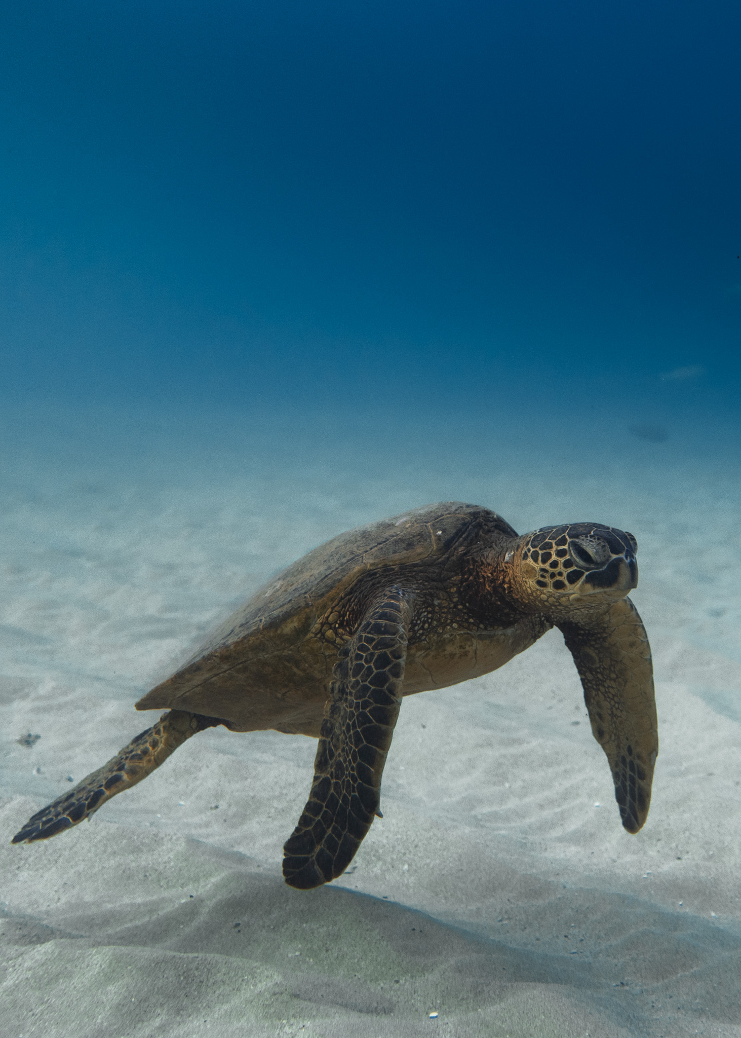 Waikiki Turtle Snorkeling Oceanstar