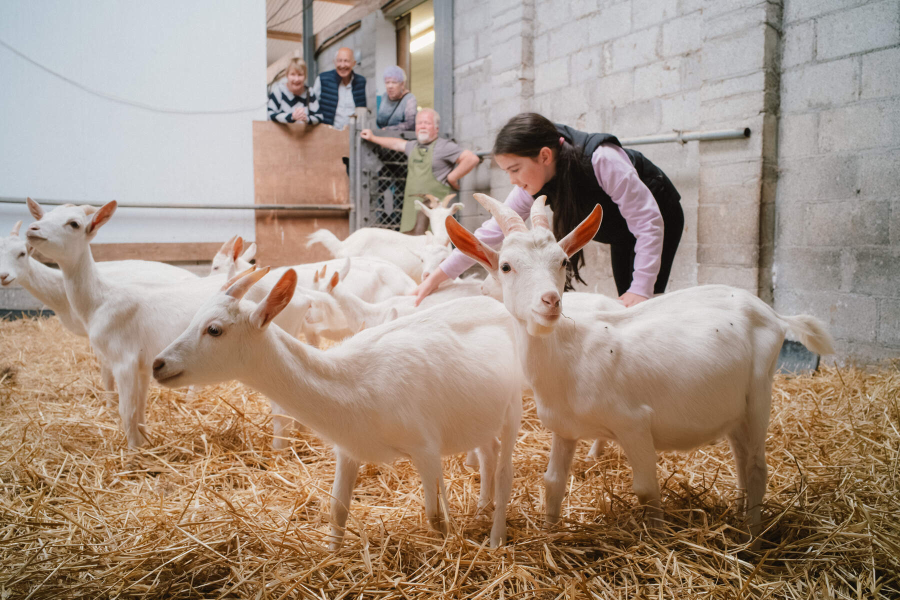 Aran Island Goats Cheese and Food Tours