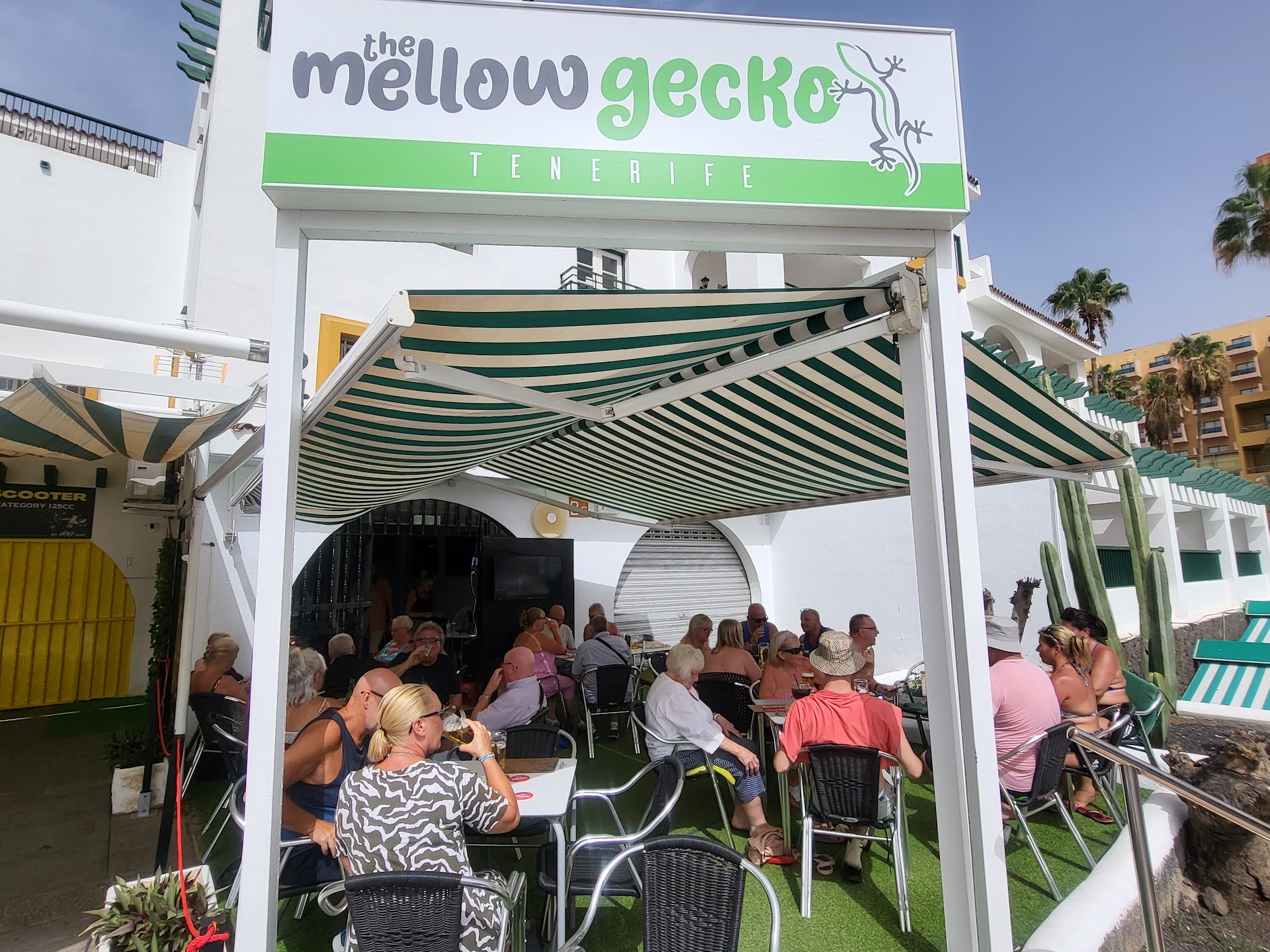 The Mellow Gecko