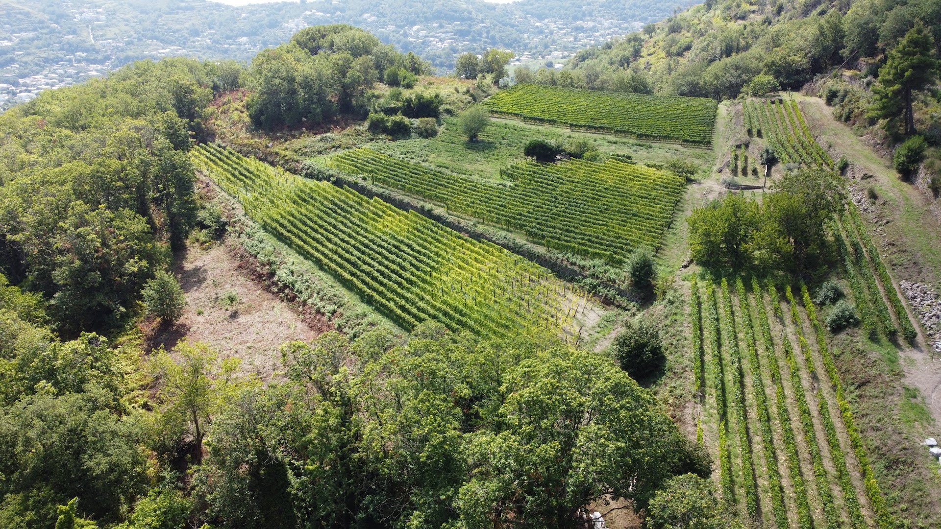 Tenuta del Cannavale