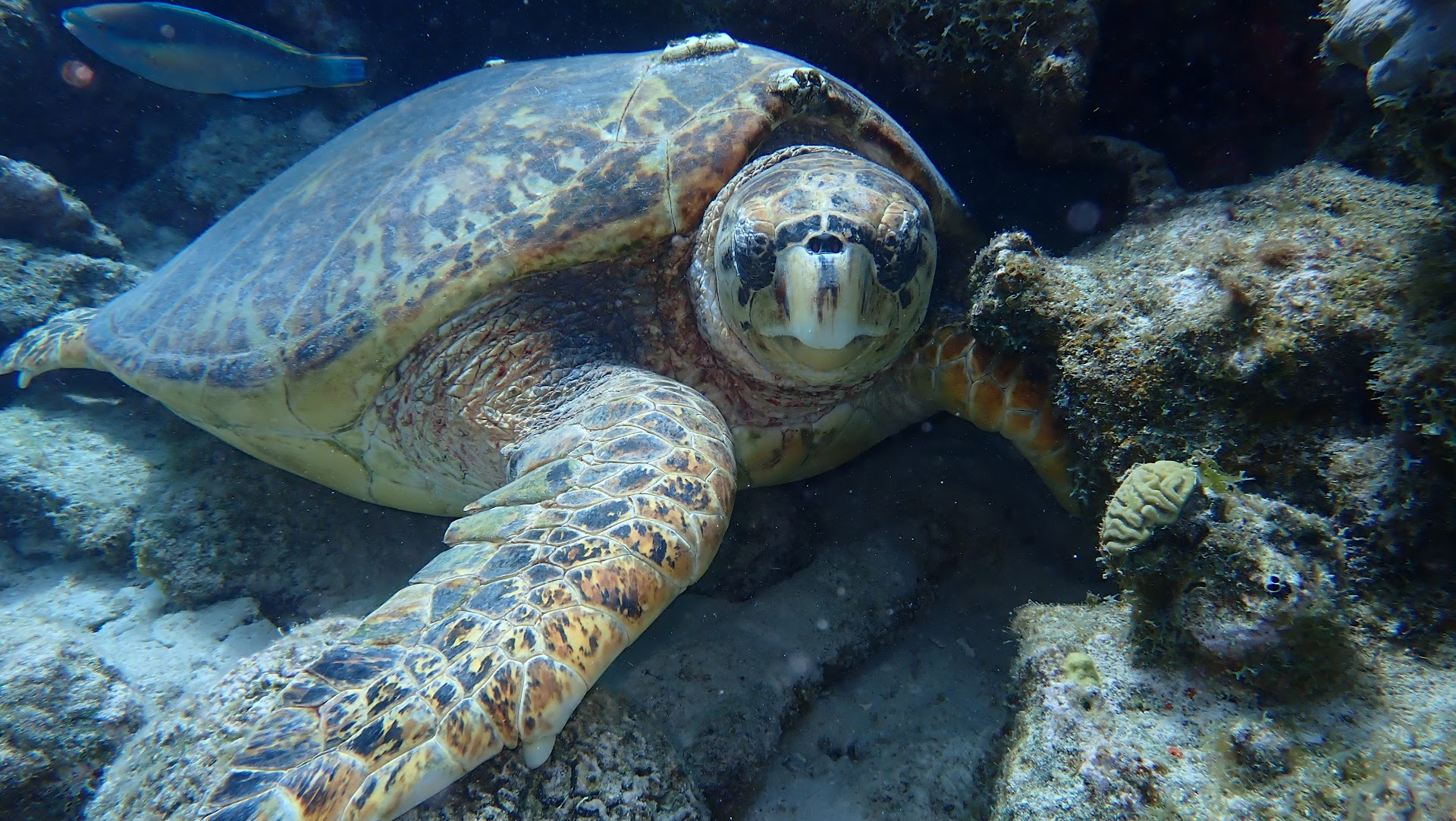 SeaCow Snorkeling Bonaire