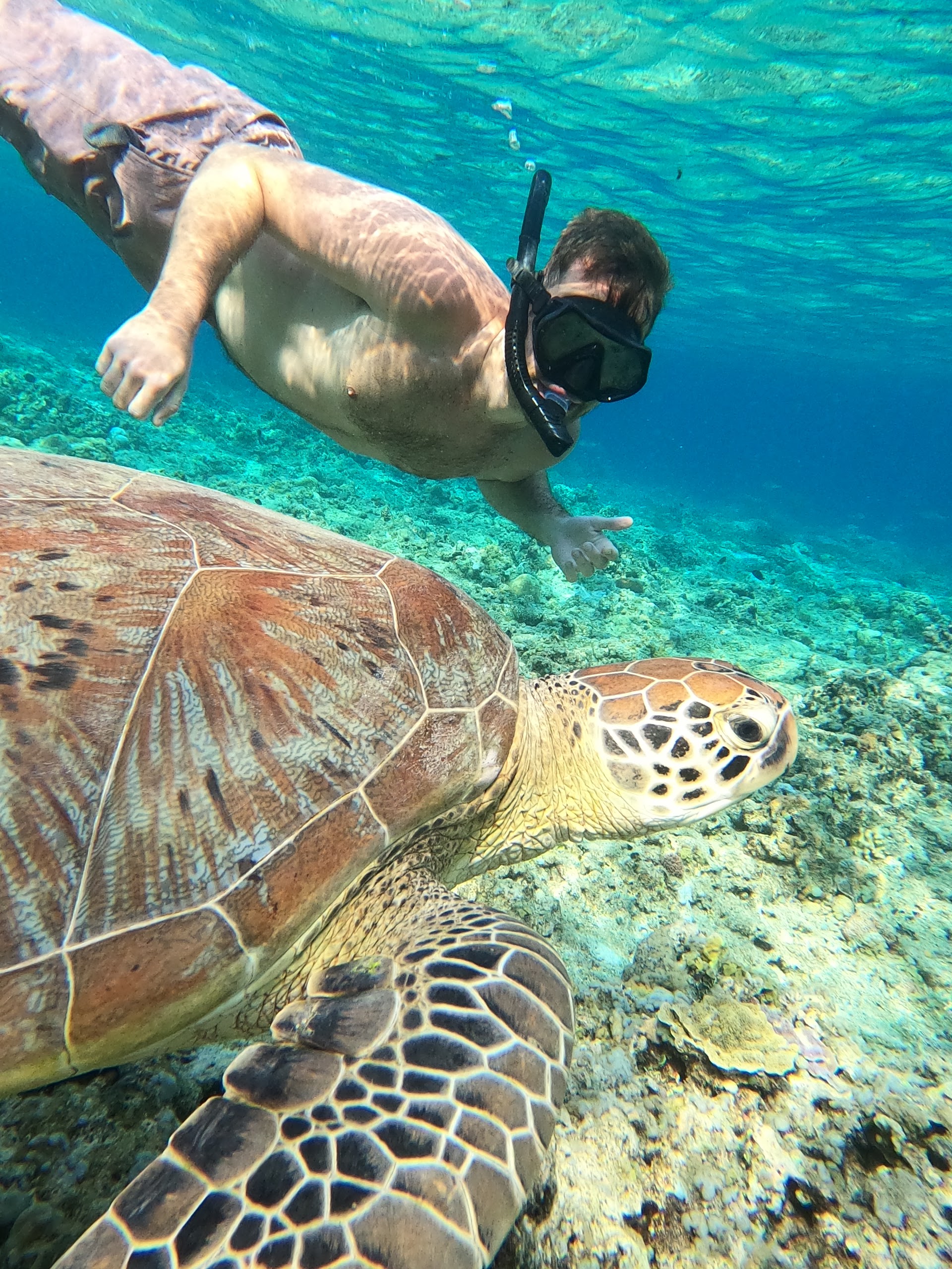 Turtle snorkling