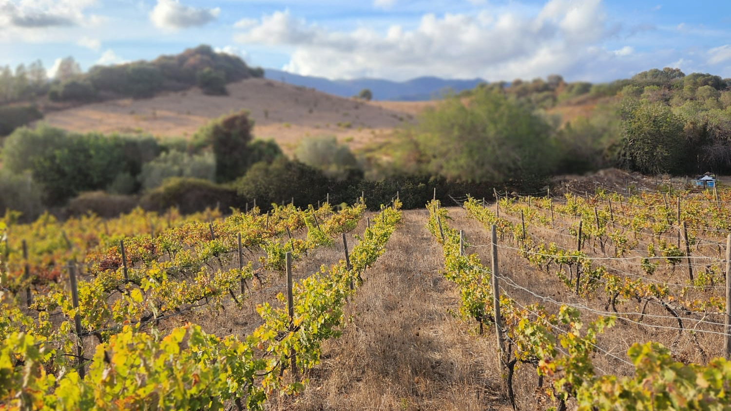 Colline del Vento | Vini Bio Villasimius