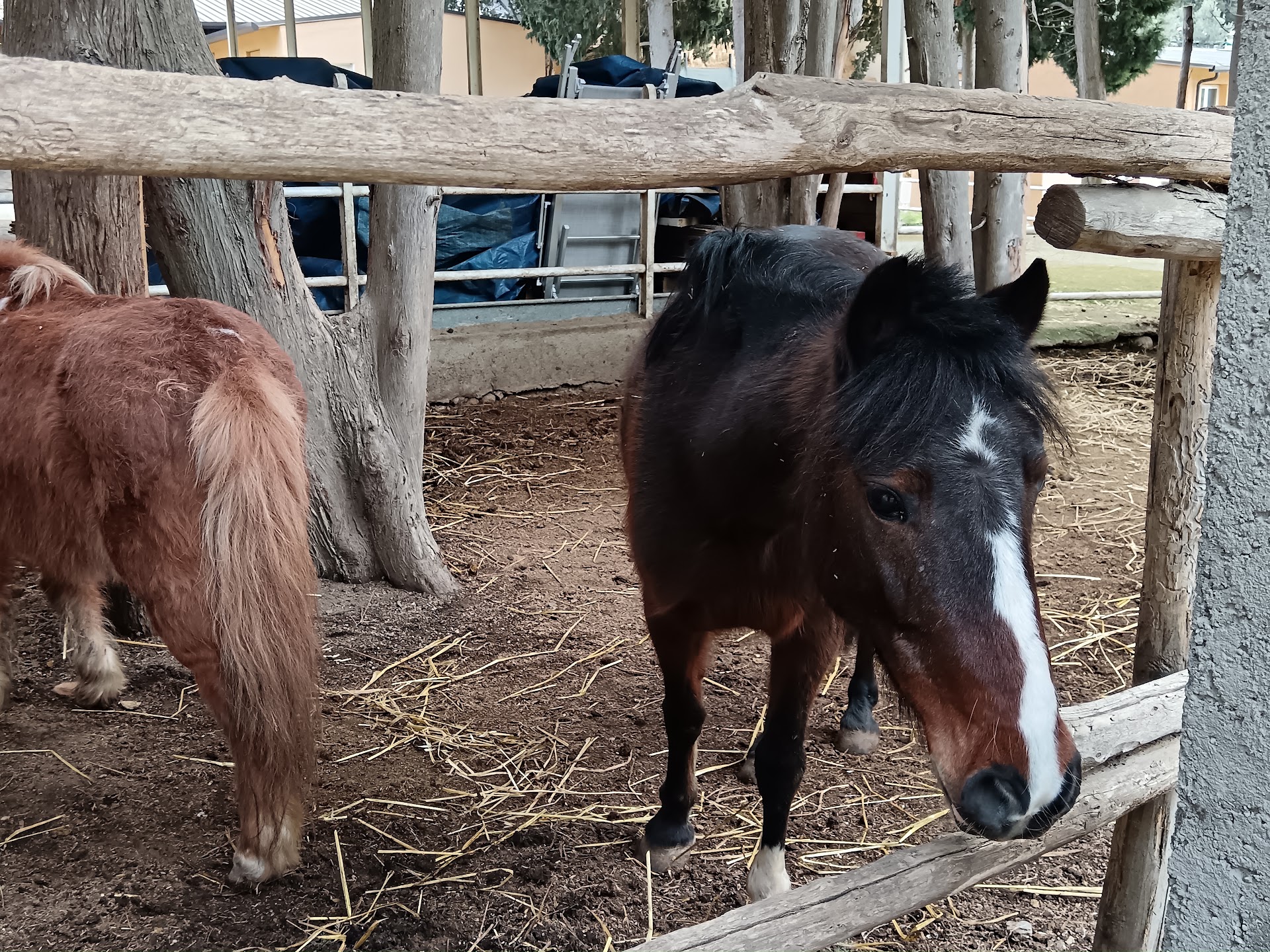 Villa Santa Maria Equestrian Center