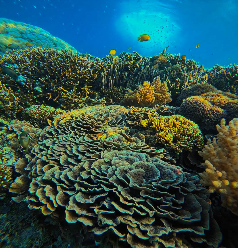 Gili meno fishing and snorkling gili trawangan