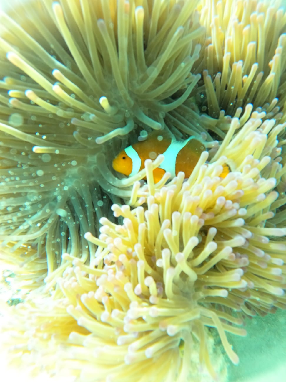 Agus's Gili adventures