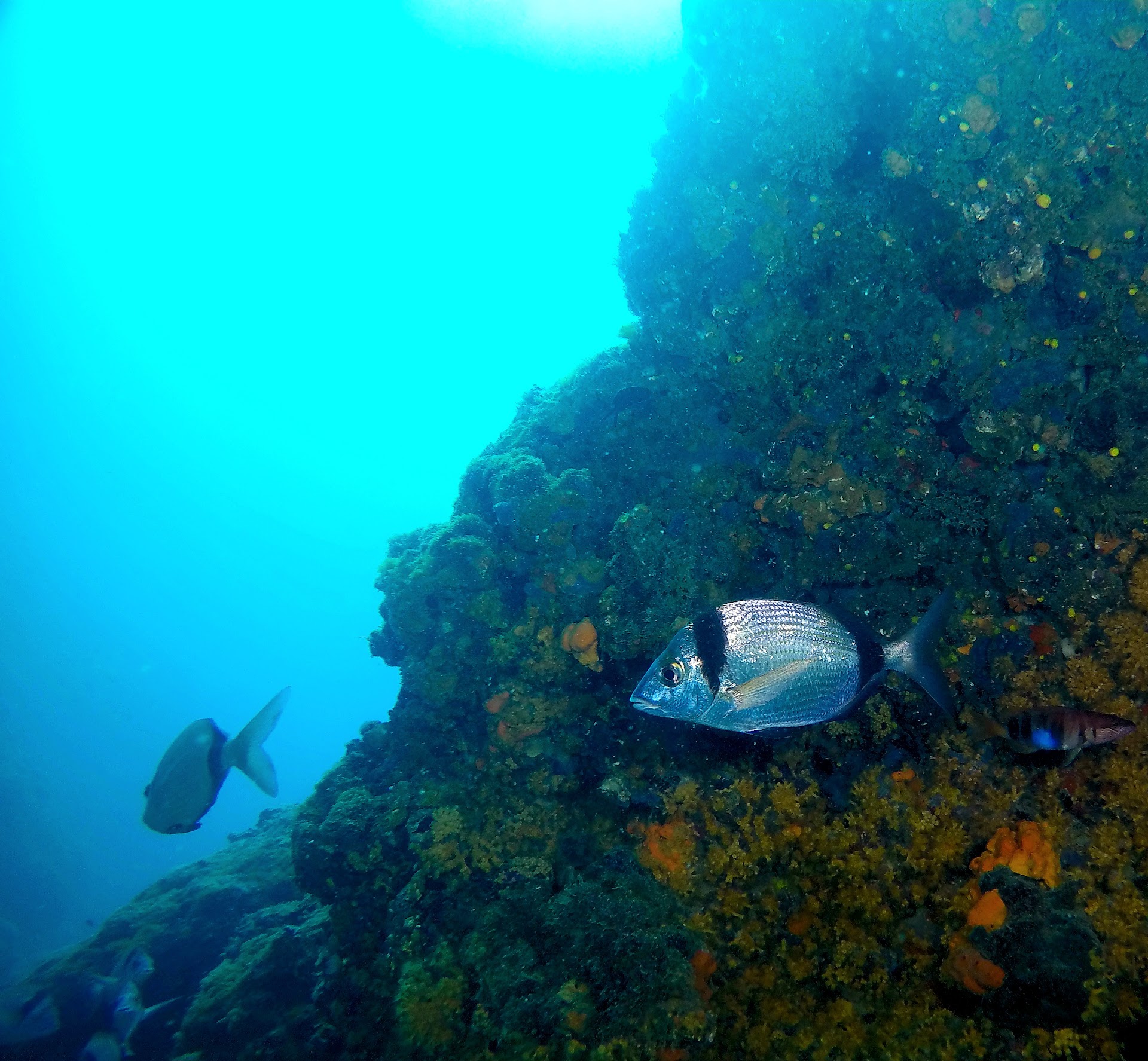 DIVING PULA - PULA DIVING