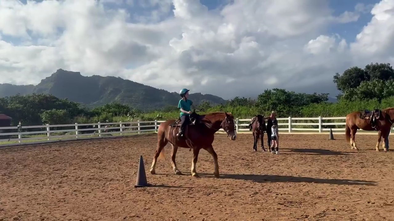 Healing Horses Kauai