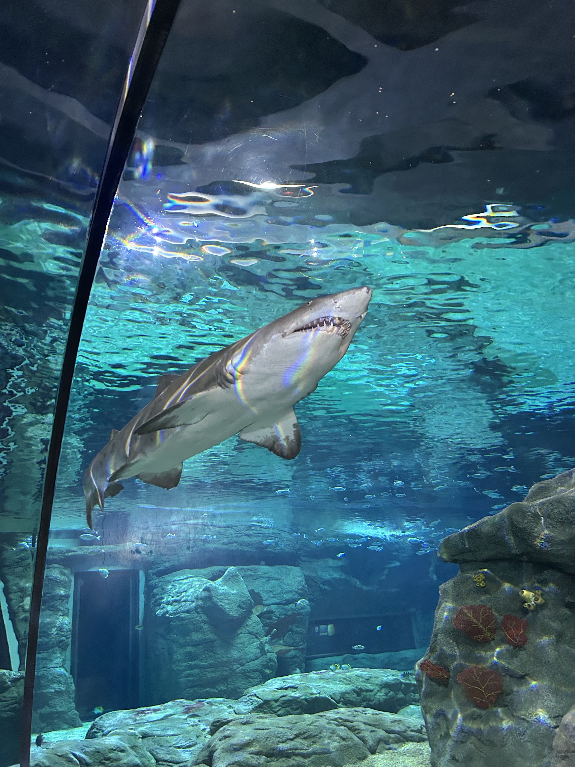 Odysseo- oceanarium (Mauritius) LTD