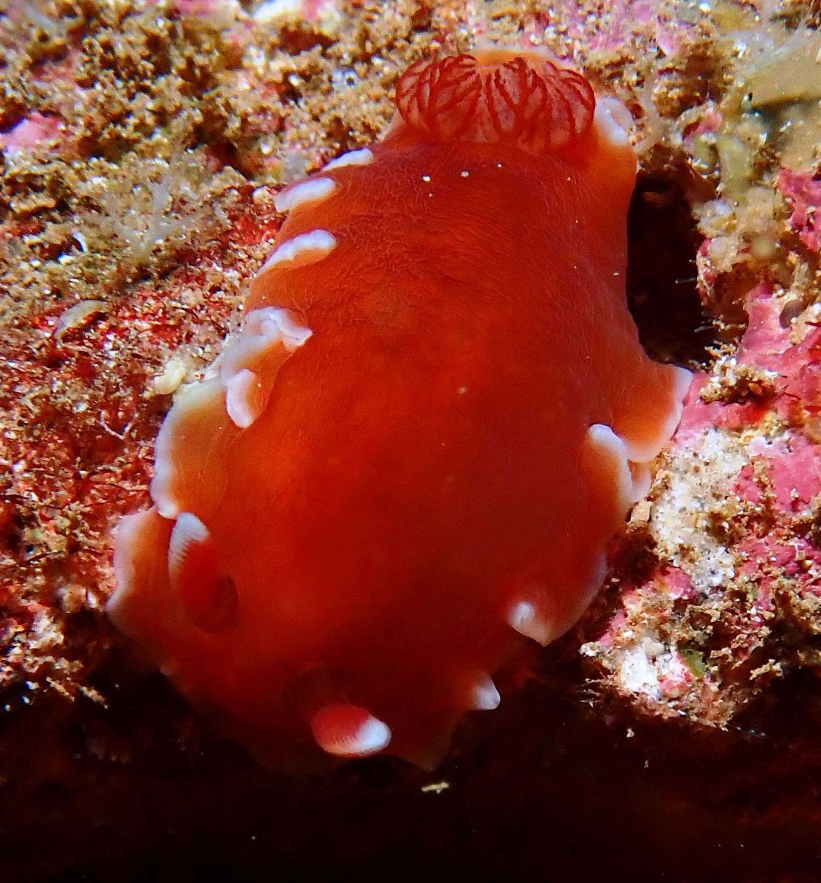 Extended Horizons Maui Scuba Dive Shop