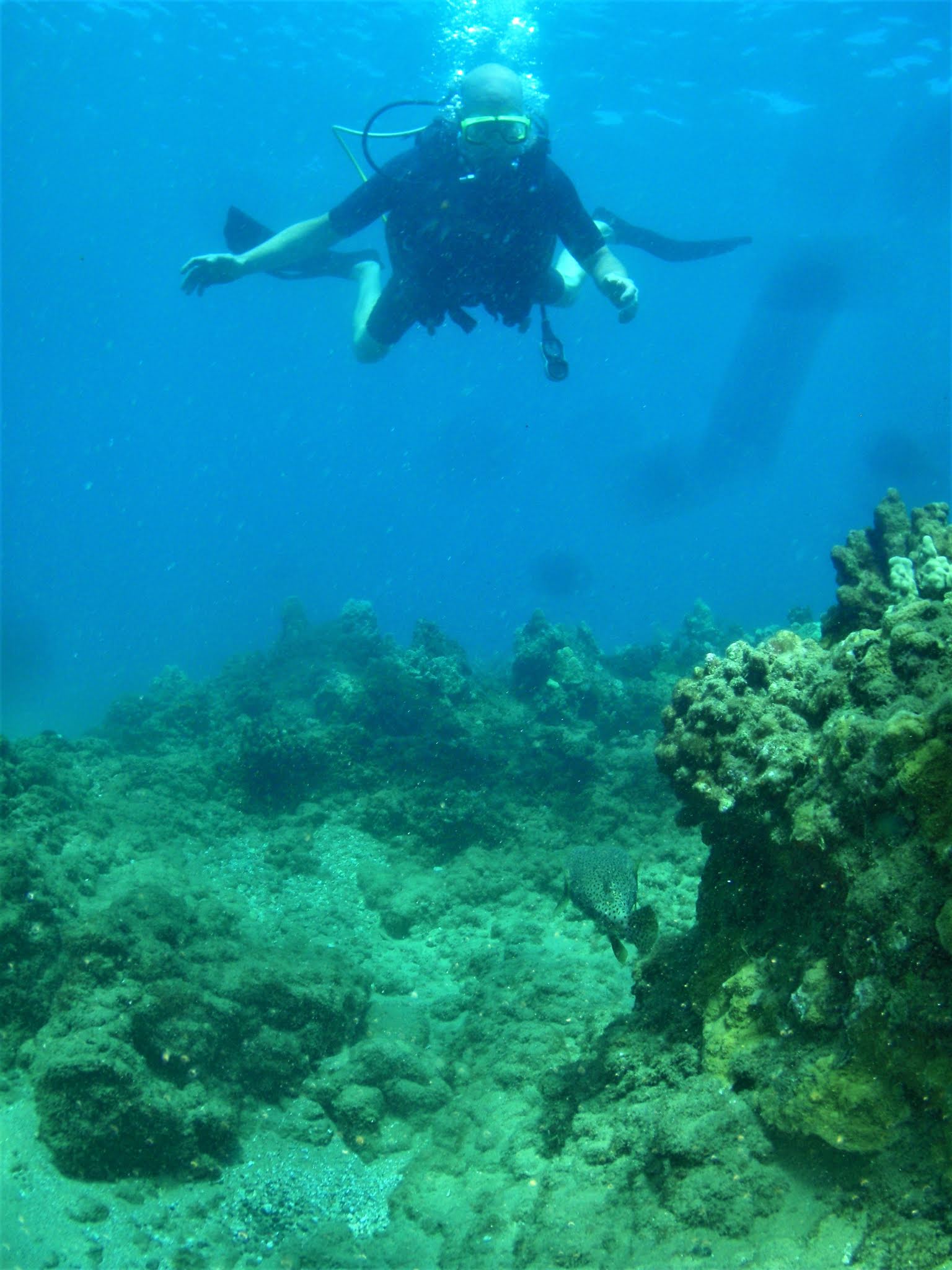 Tiny Bubbles Scuba